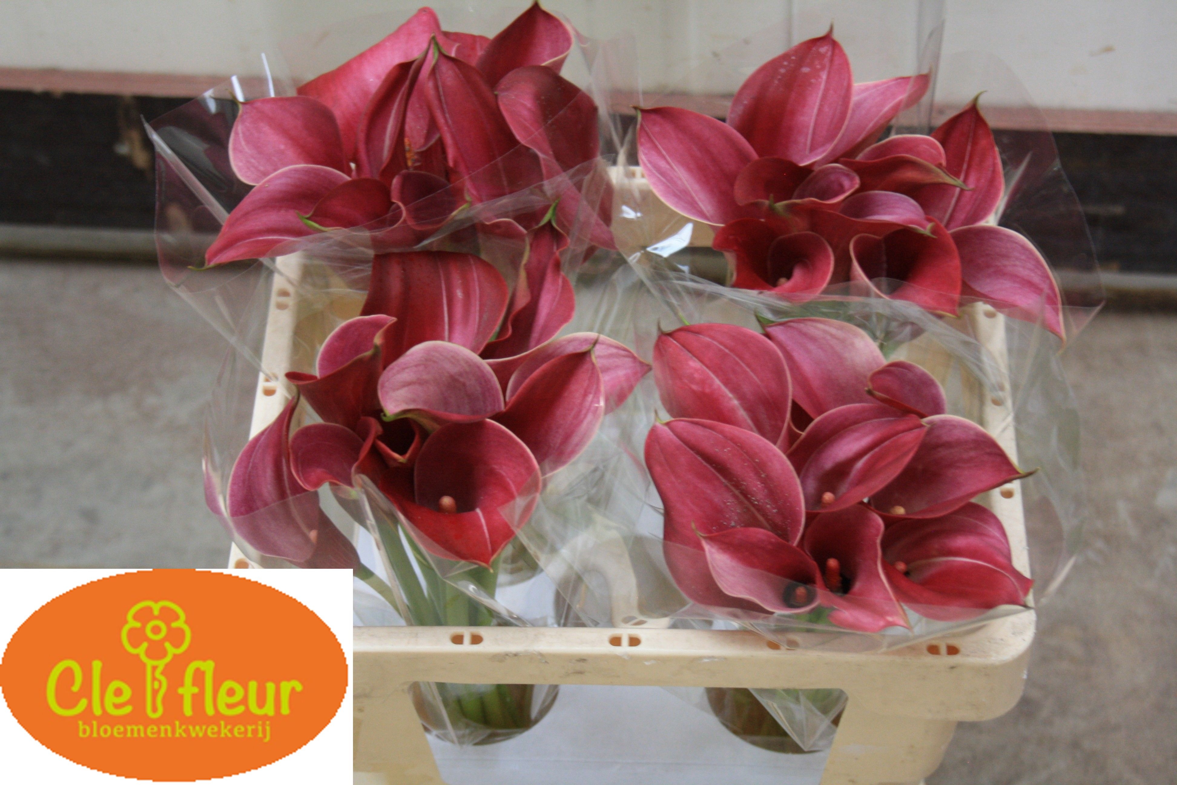 Calla Claudia 50cm