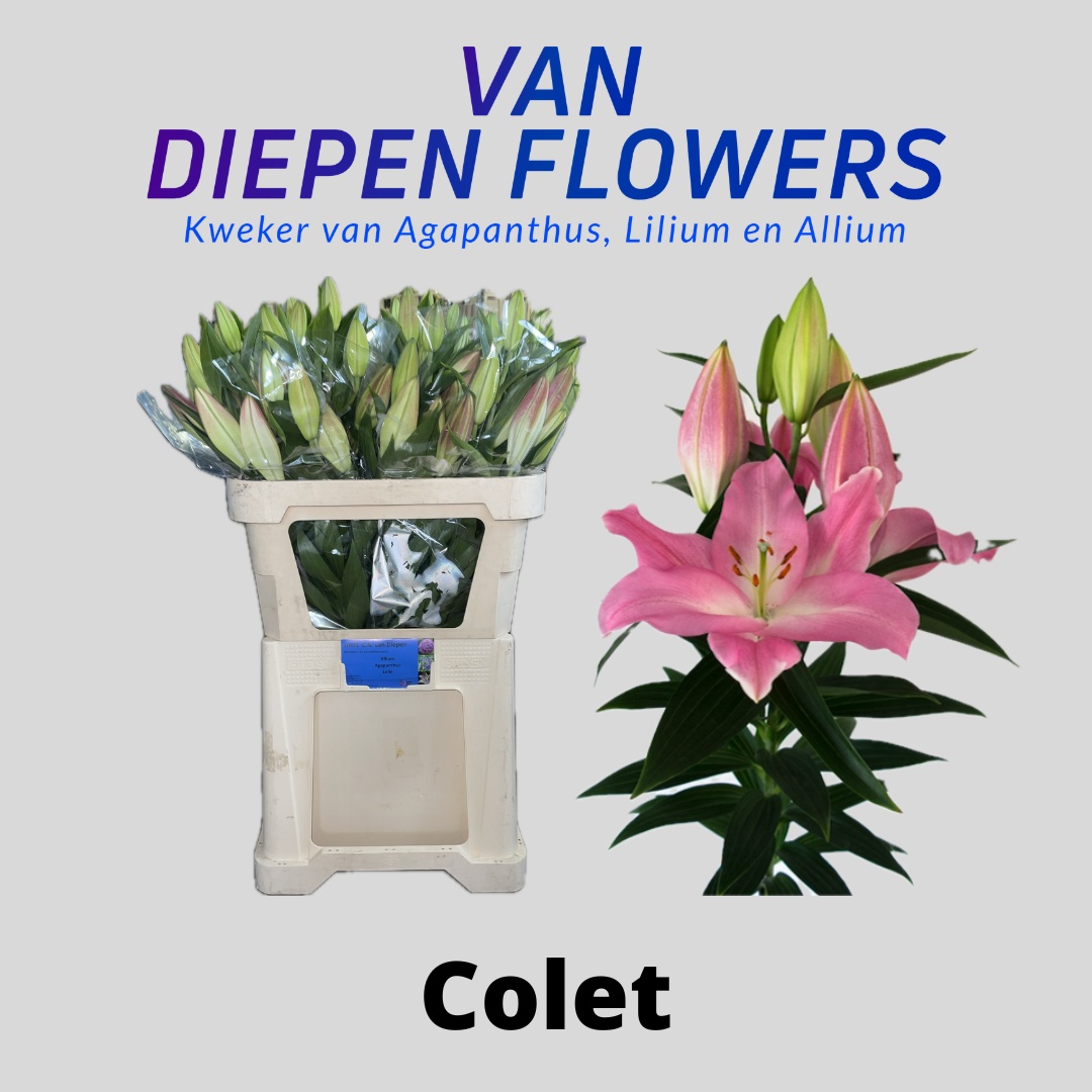 Lilium Or Colet 80cm