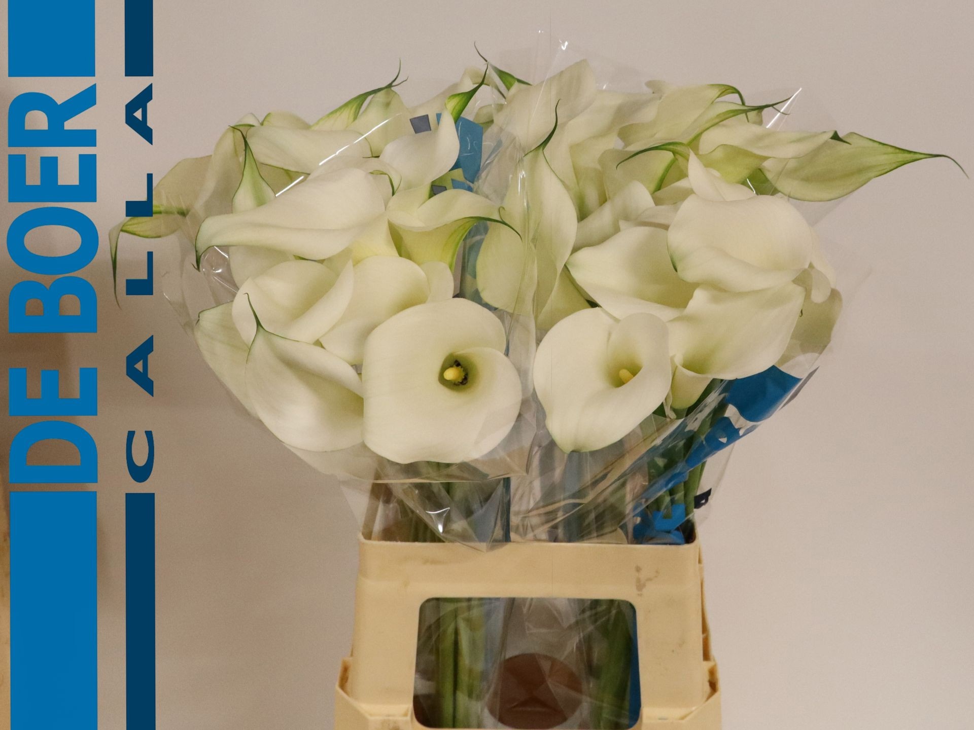 Calla Capt Ventura 65cm