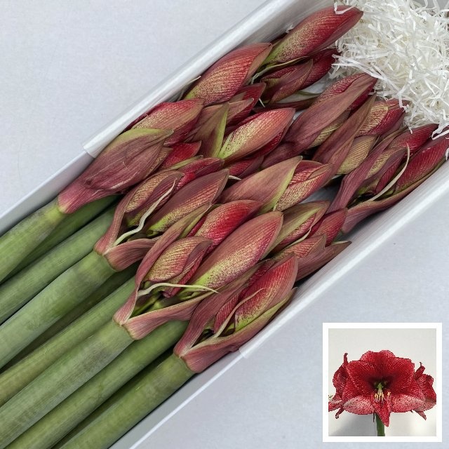 Hippeastrum Maestro 4bl