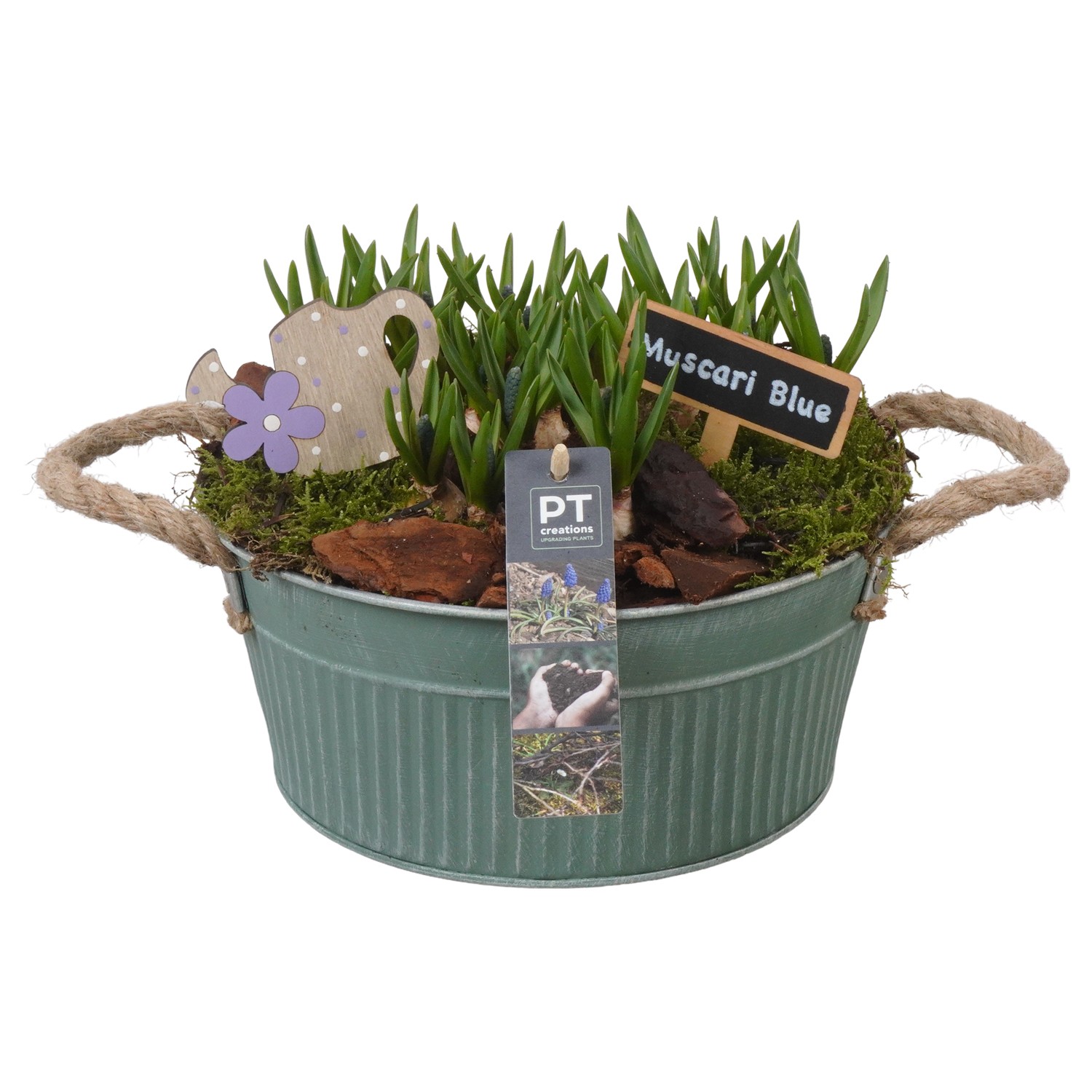 Picture of PTMB1048 Arrangement Muscari in zinc bowl P22 18cm (LOOSE)