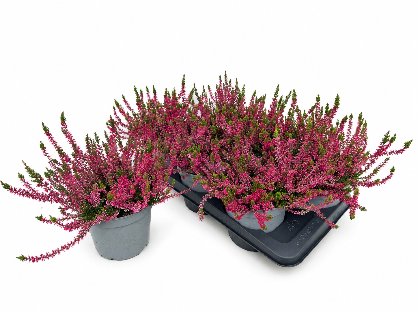 Callu Wibos Rot 17Ø 30cm