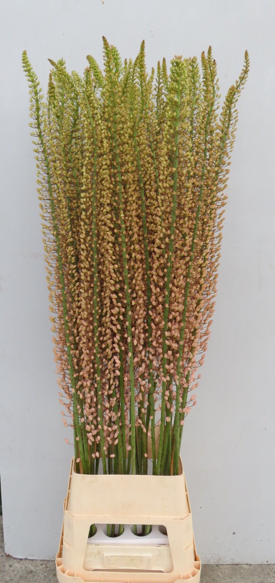 Eremurus Sh P Star