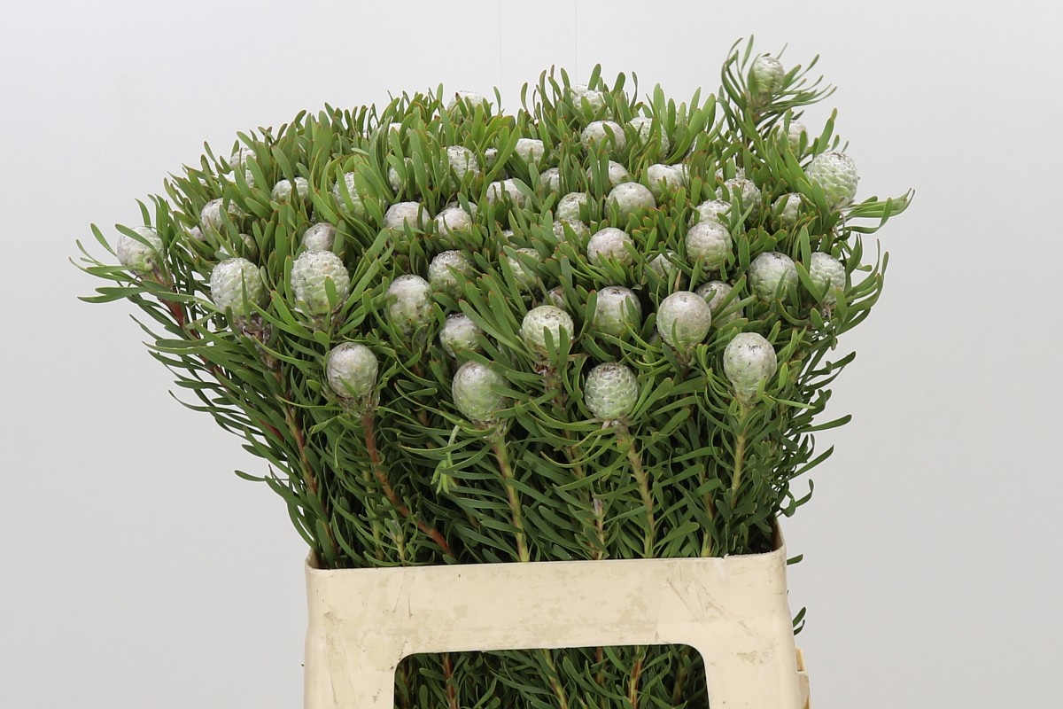 Leucad Ga Silv Pearl 60cm
