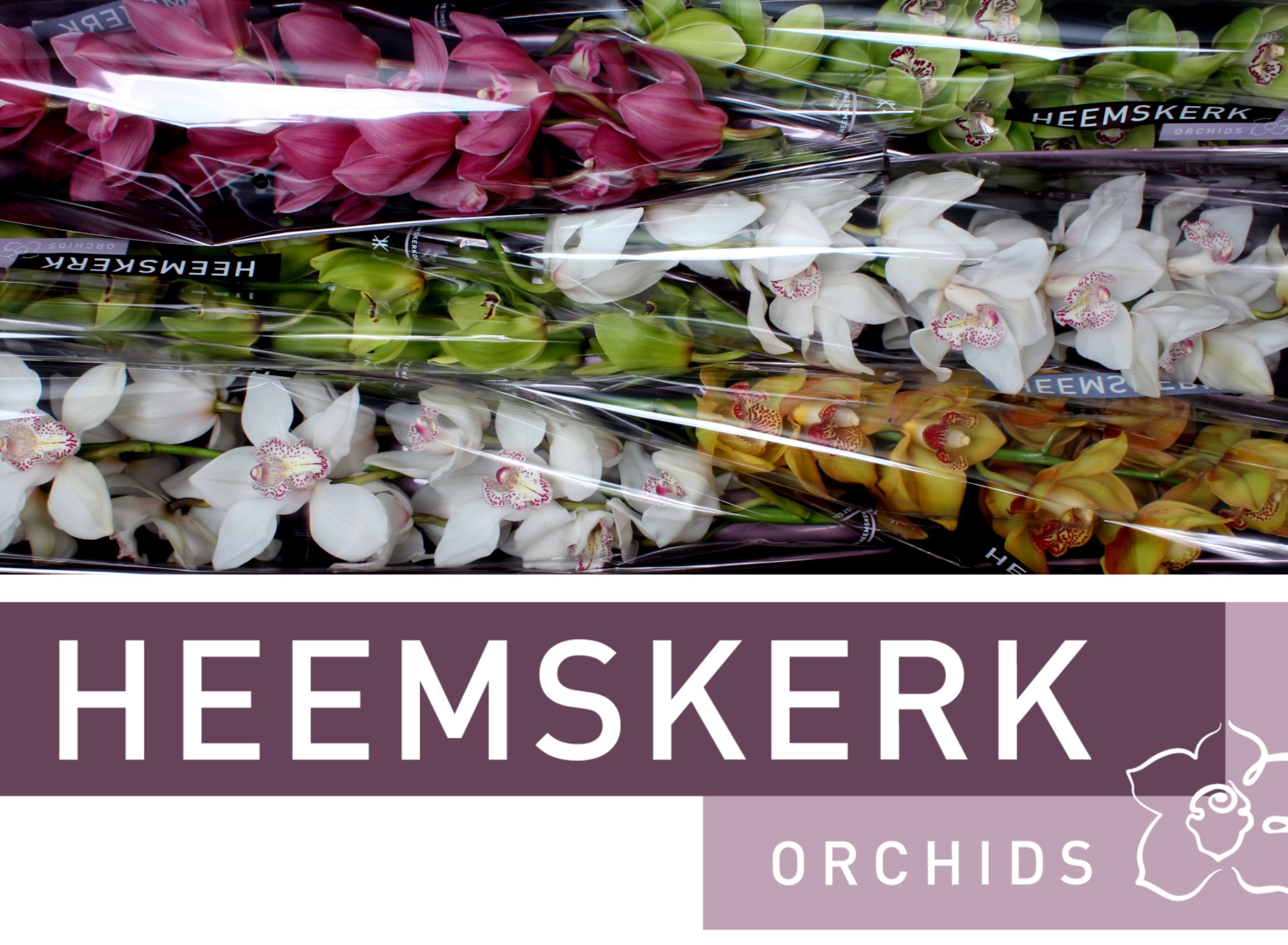 Cymbidium Asst 13bl