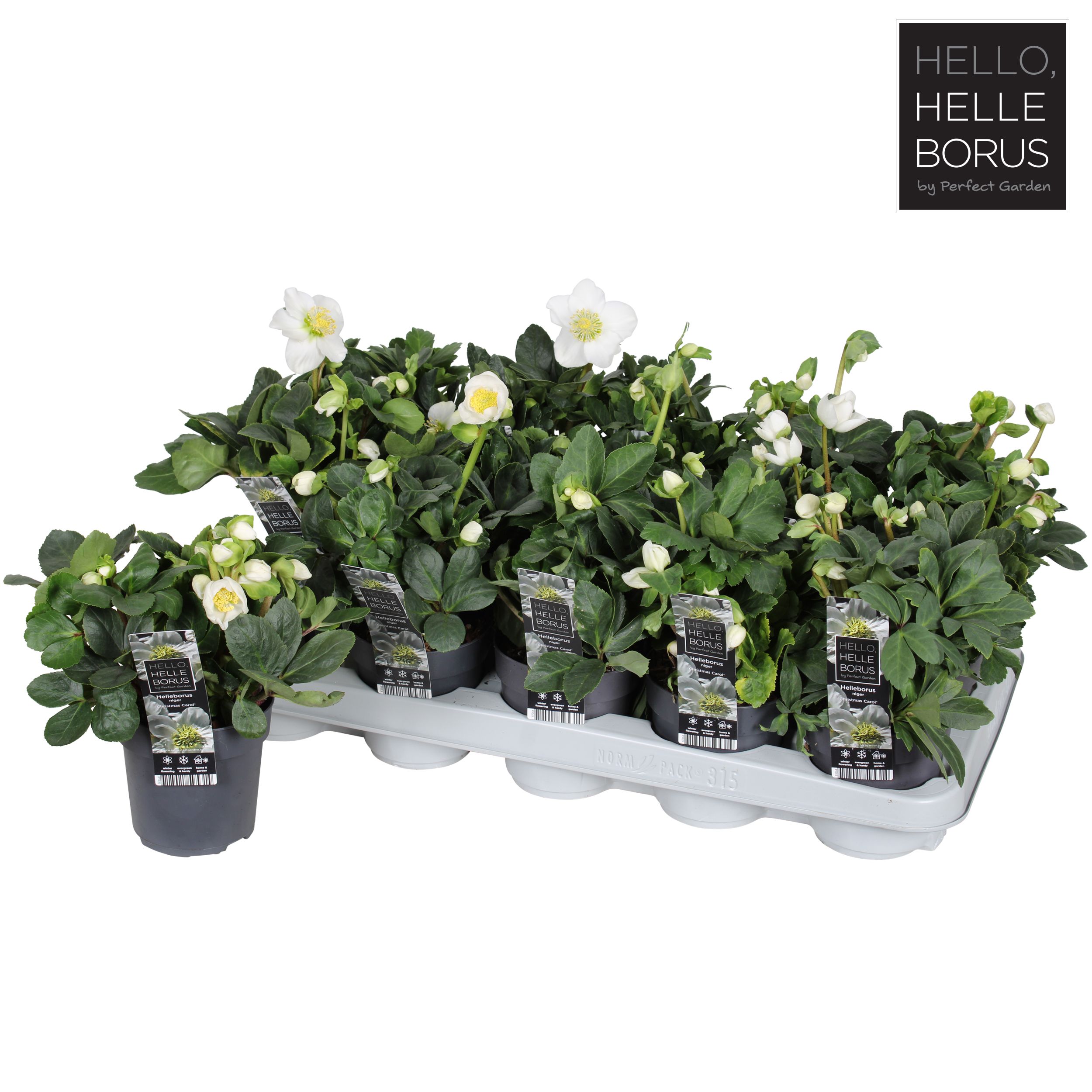 Picture of Helleborus niger Christmas Carol P10.5