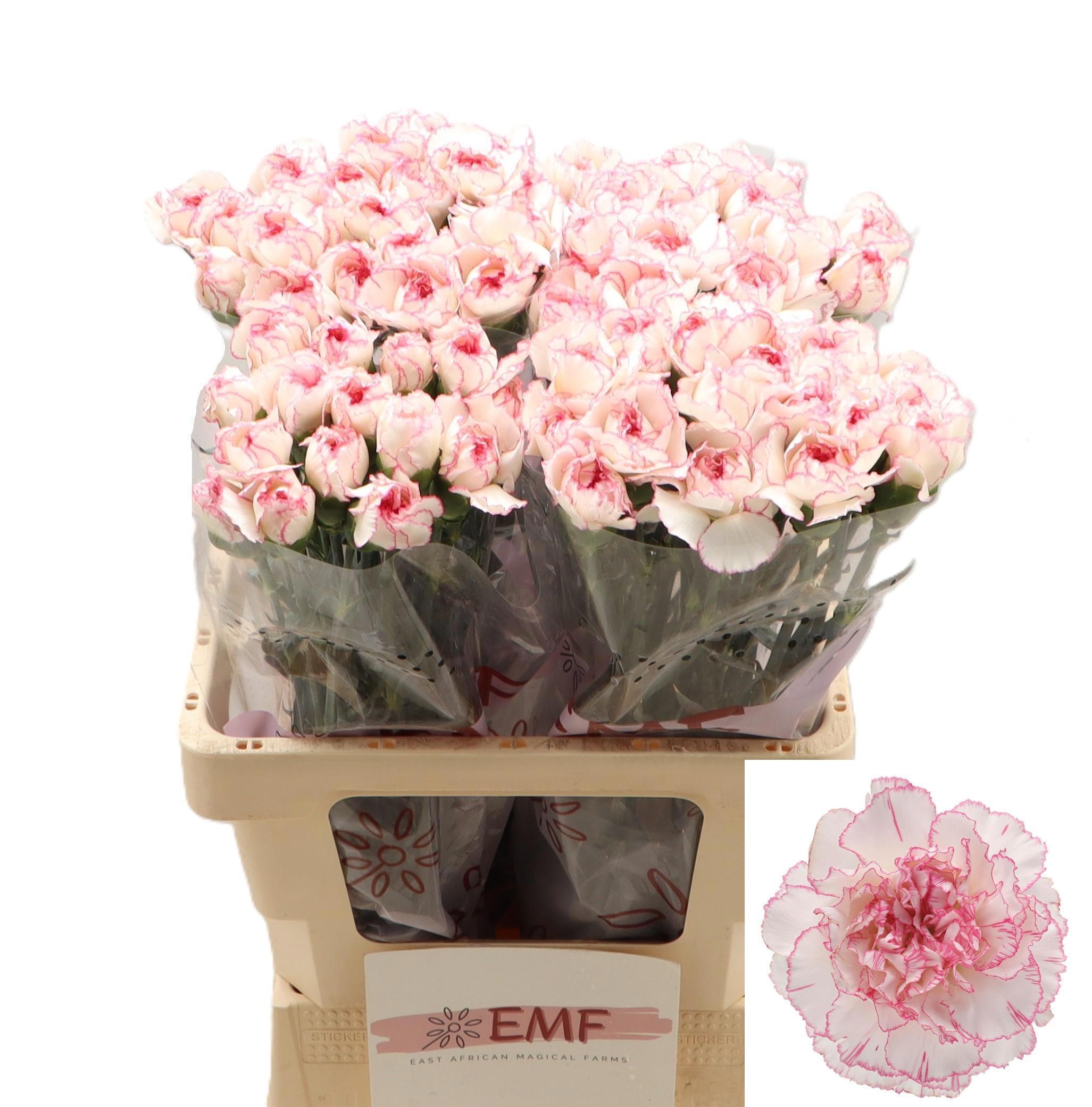 Dianthus Pastel Damascus 60cm