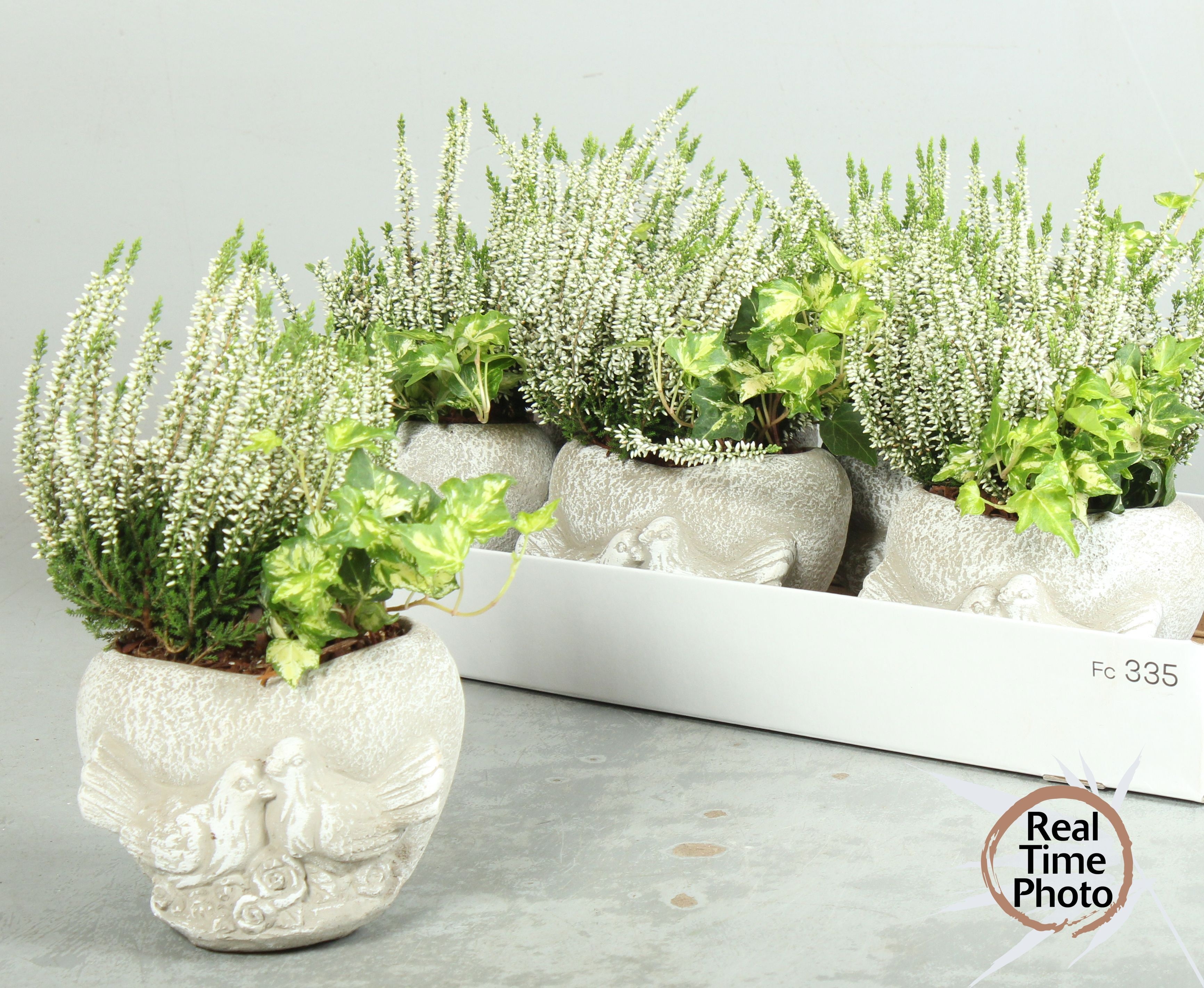 Arr Tuinplanten 15P 35cm