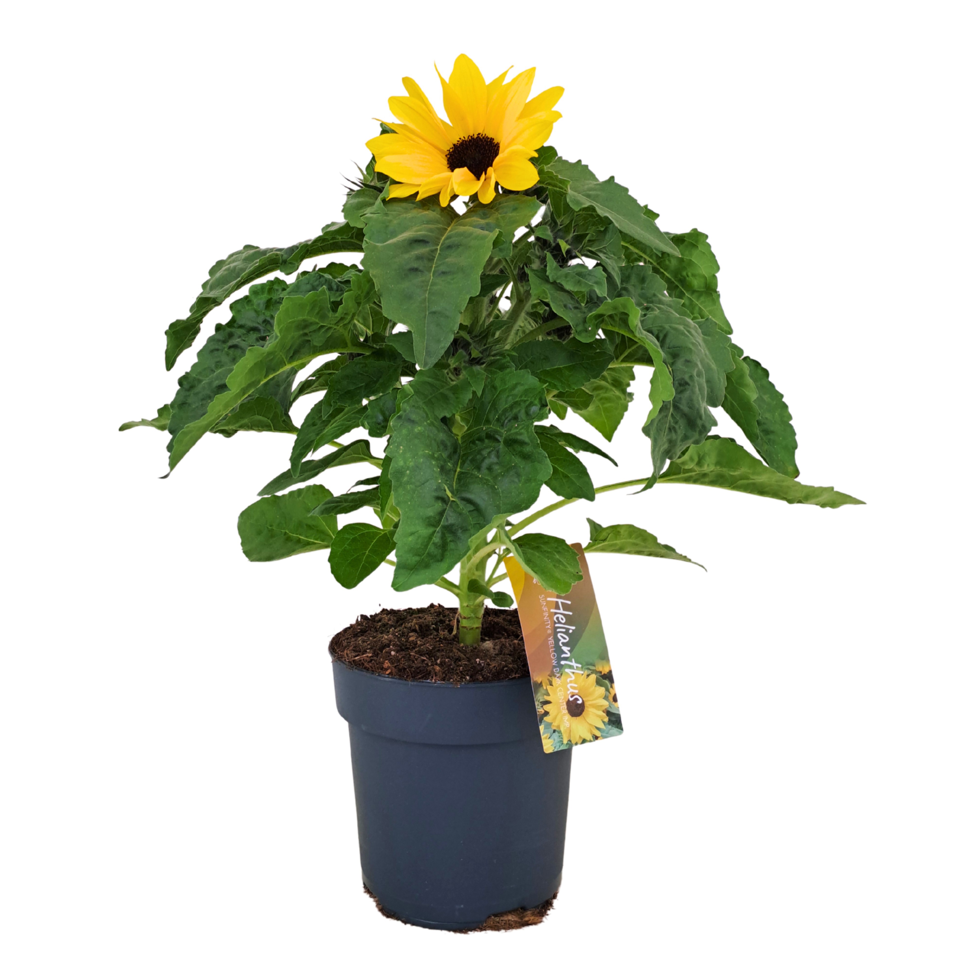 Helianthus Sunfinity Yellow Dark Center