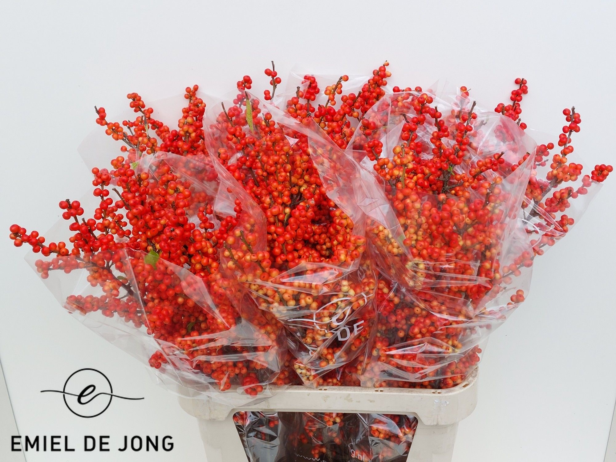 Ilex Oudijks Orange 90cm