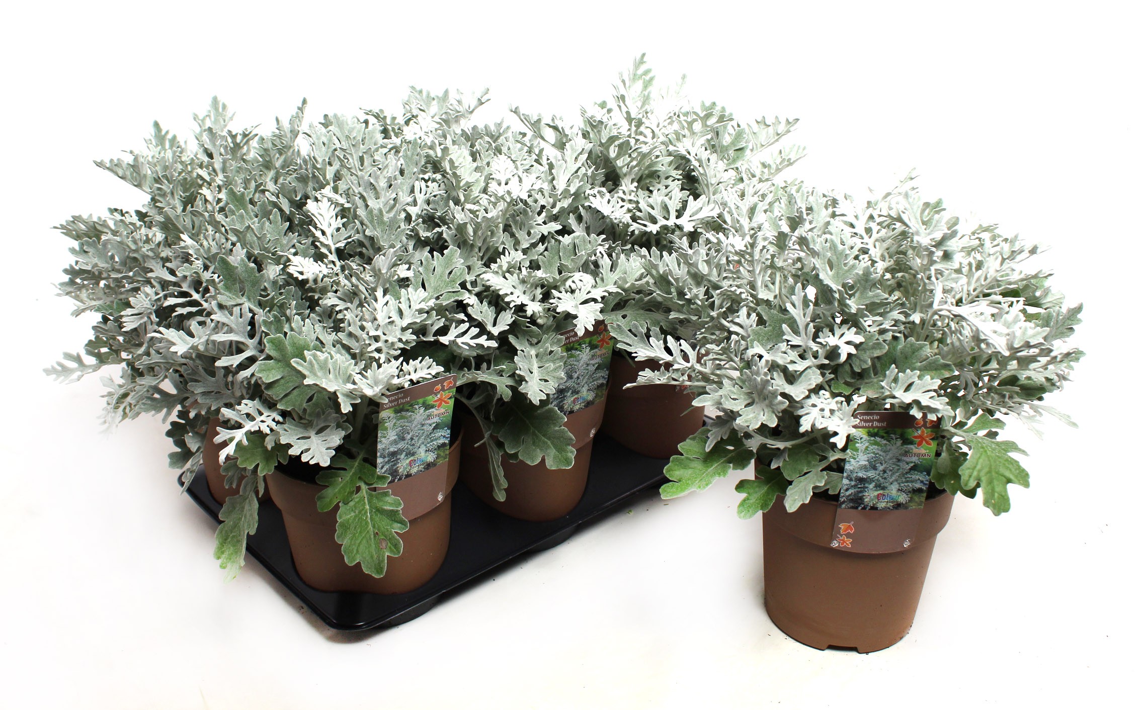 Picture of Senecio Silverdust P15