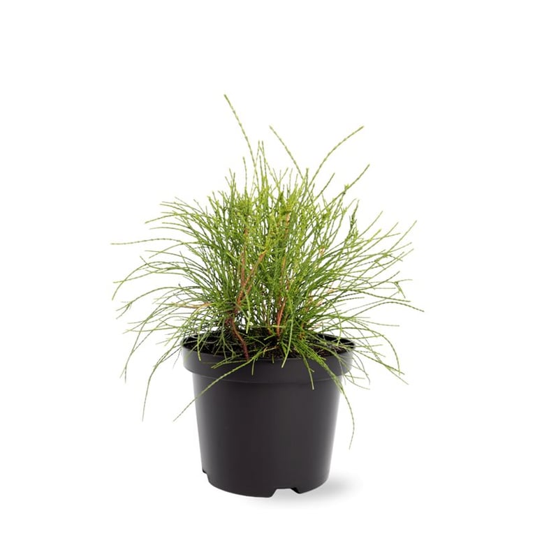 Picture of Platycladus orientalis Franky Boy P19 (3 Ltr) (LOOSE)