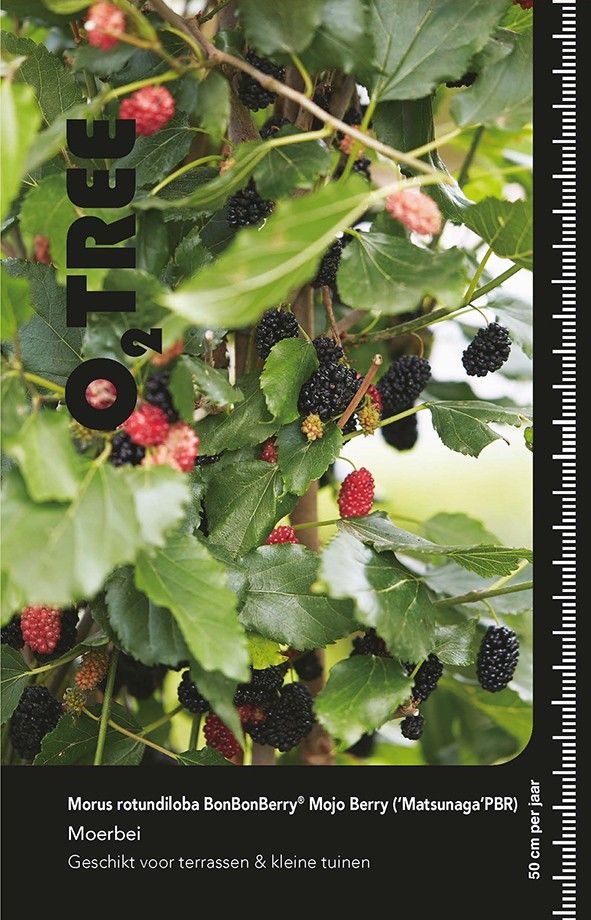 Morus r. 'Mojo Berry' 6/8 Beveerd