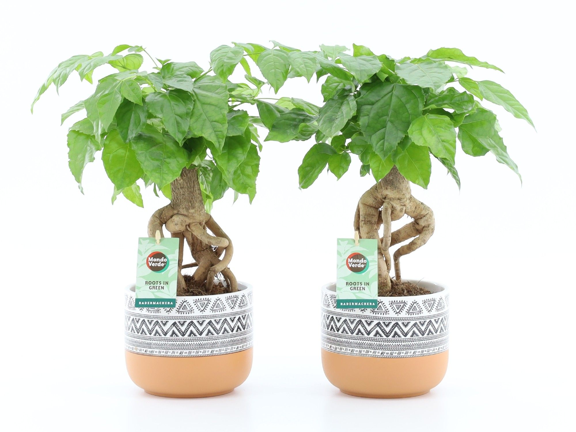 Radermachera sinica | Hamiplant