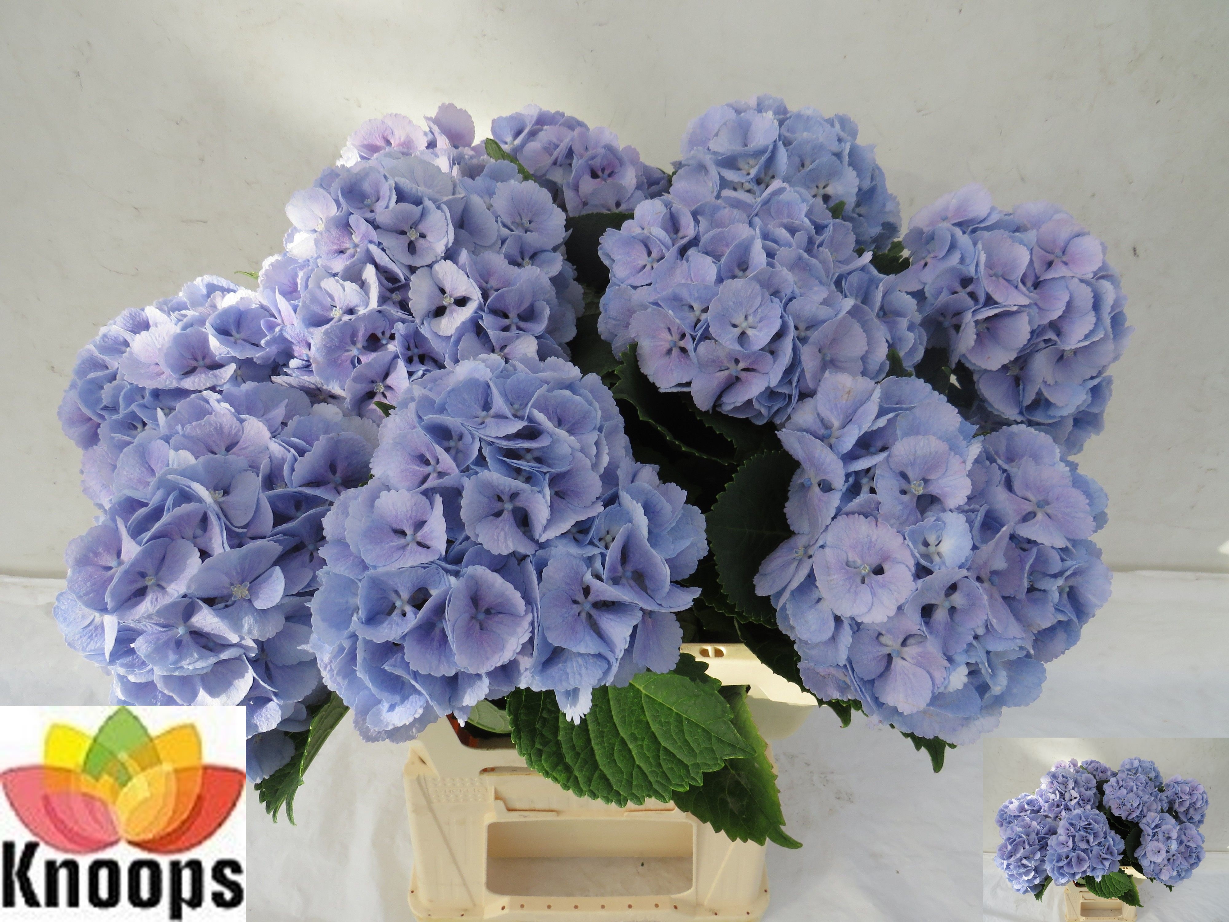 Hydrangea Lollypop Blue 60cm 15Ø