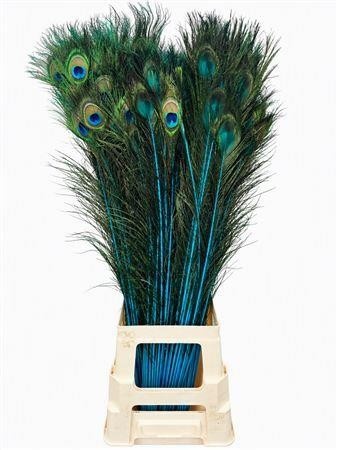 Peacock Feathers 80cm