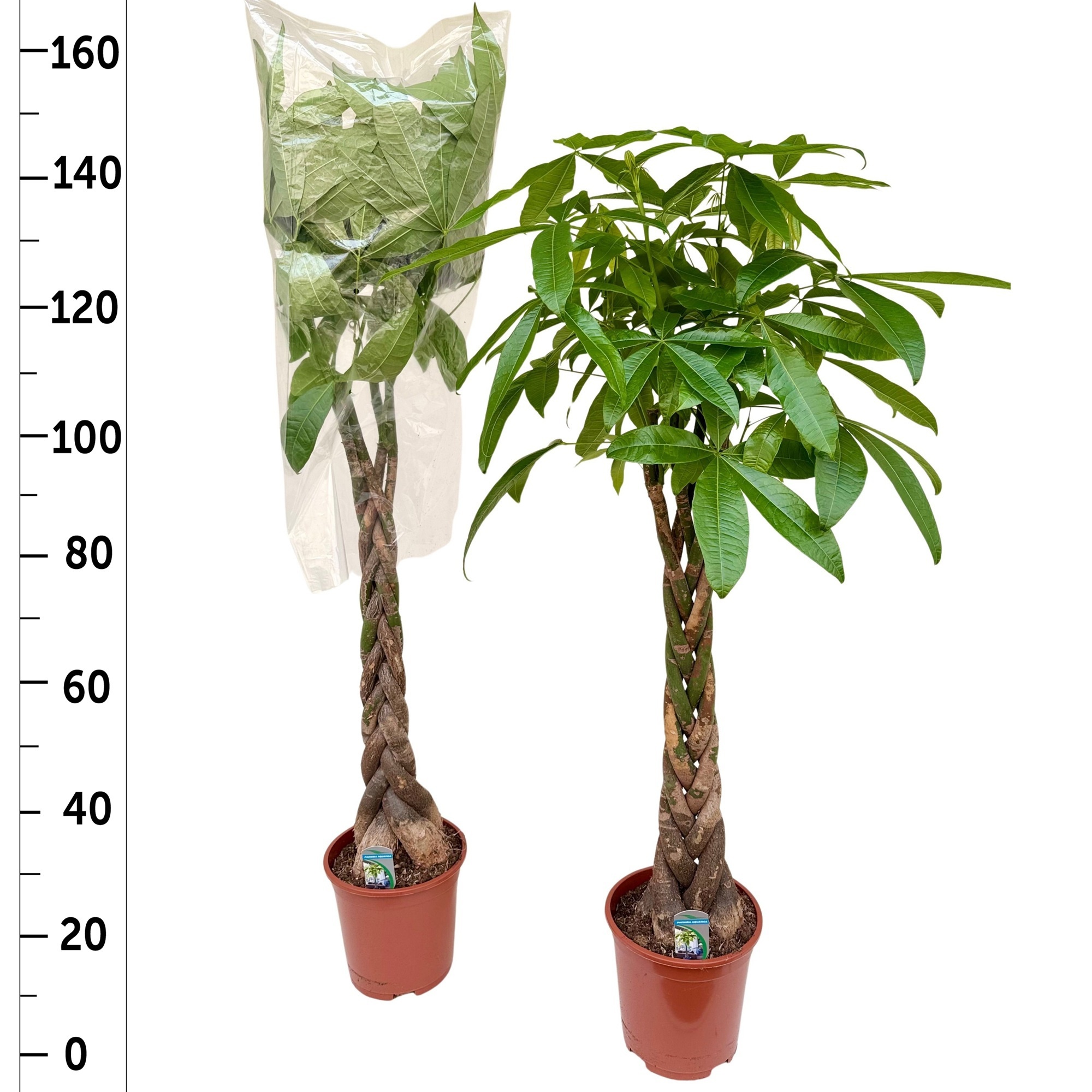 Pachira Aquatica 24Ø 145cm