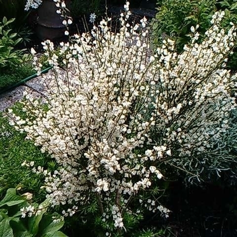 Picture of Cytisus praecox 'Albus'