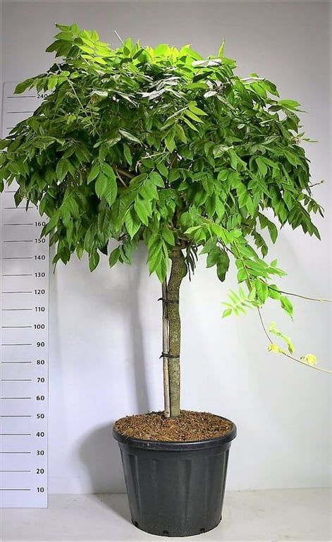 Wisteria brach Yokohama fuji On stem | Gardenline