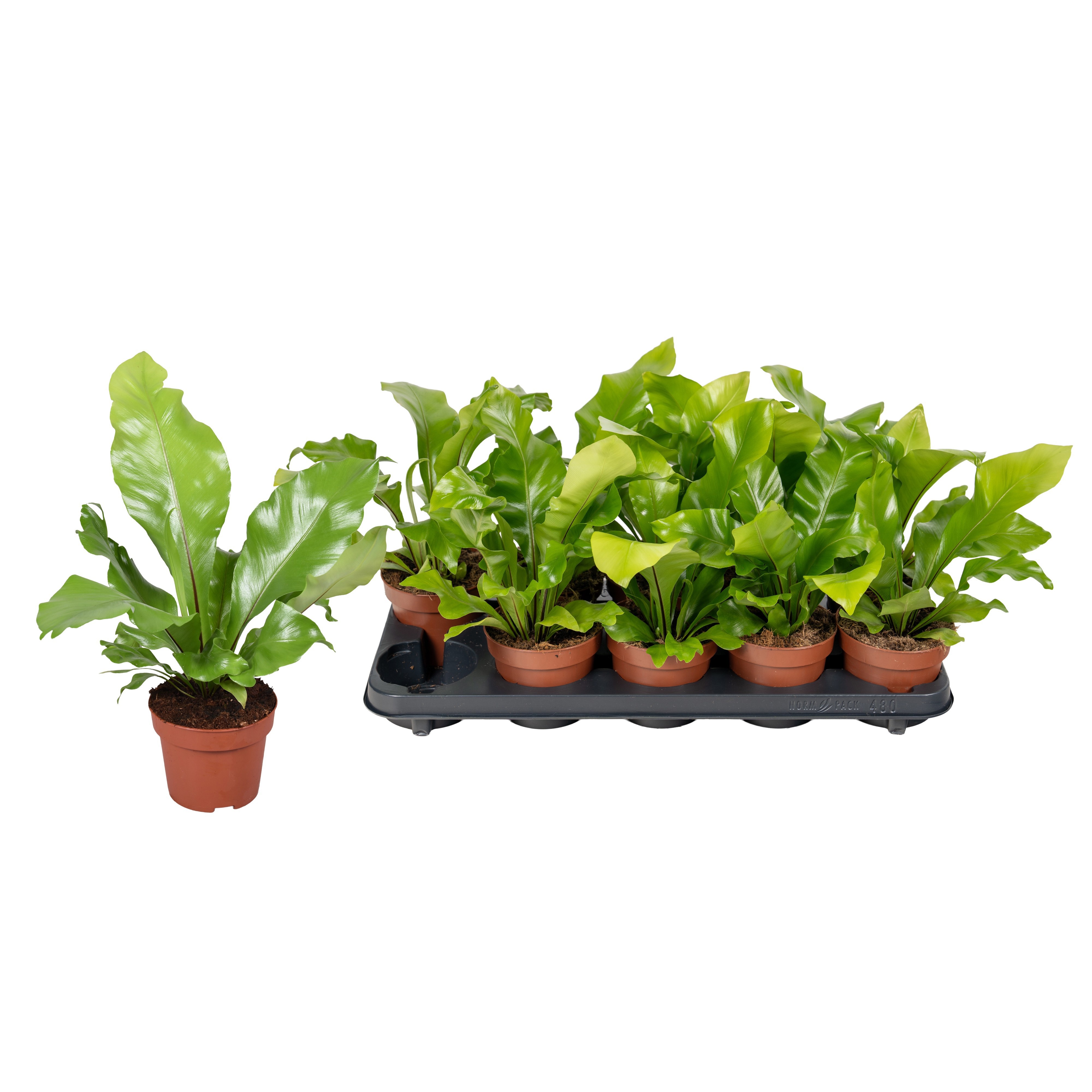 Aspl Nidus 12Ø 25cm