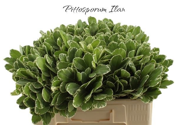 Pittosporum Ilan