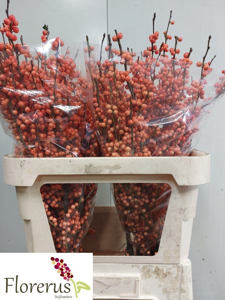 Ilex Winter Gold 80cm