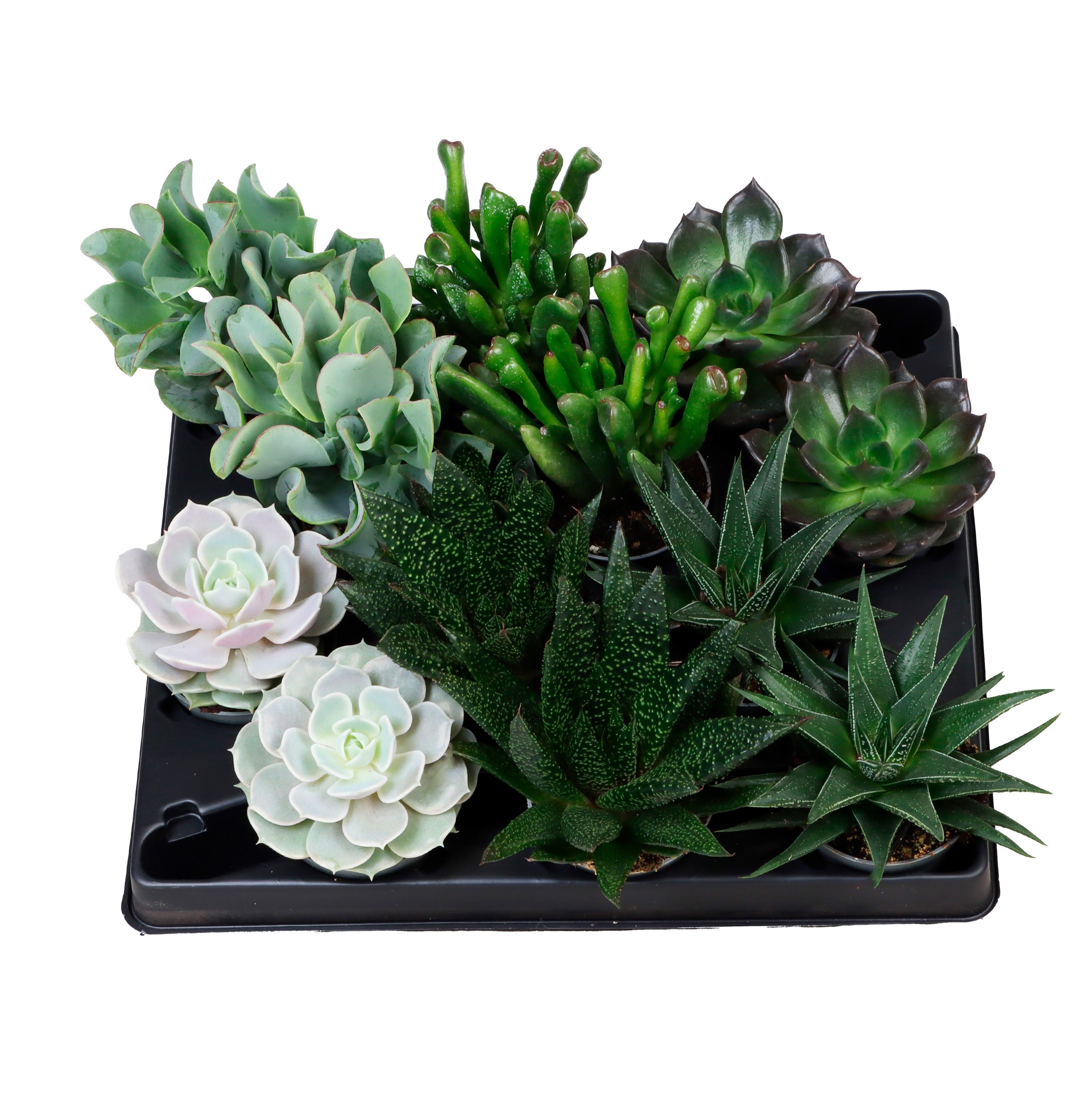 Picture of Succulent in 6 varieties P6 15CM