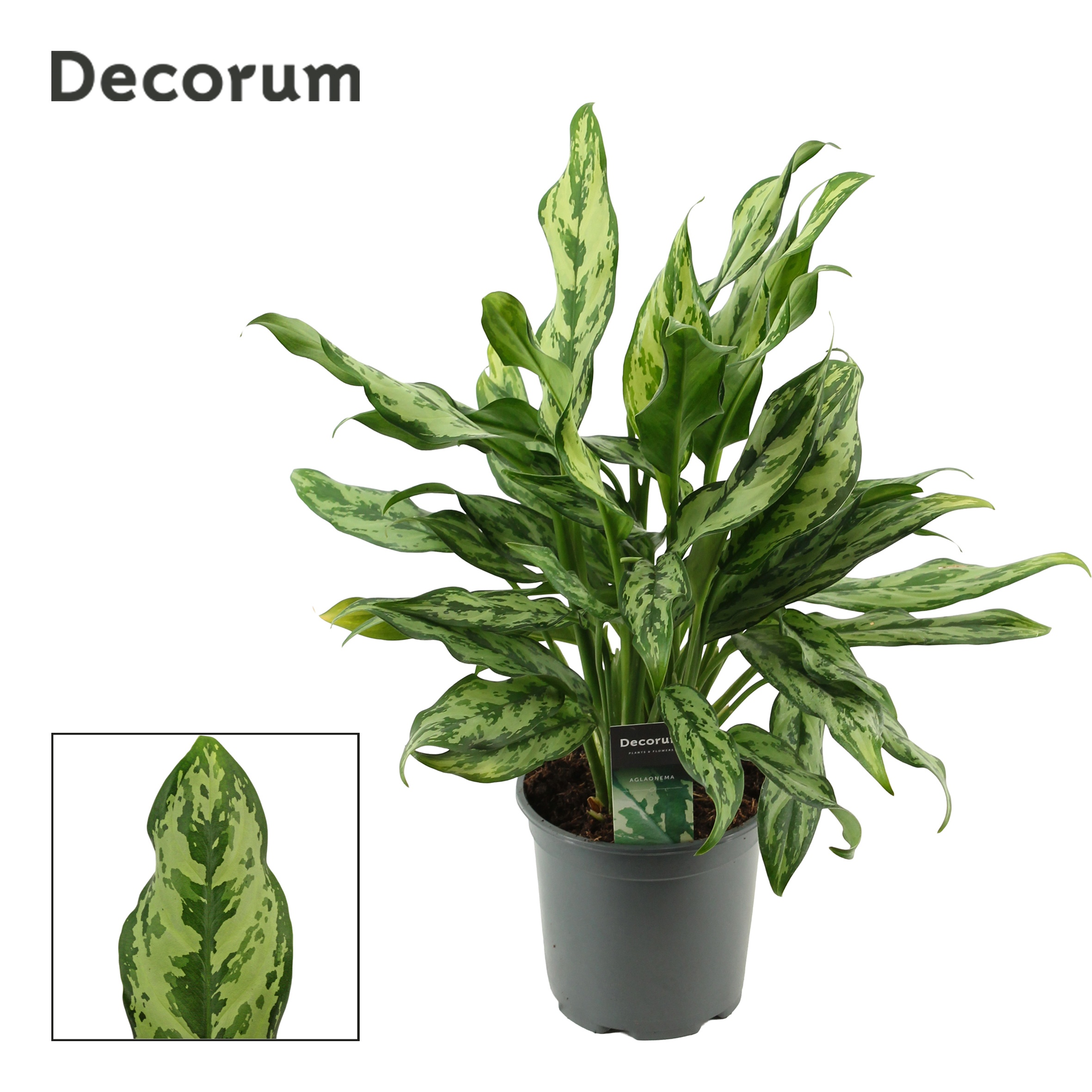 Aglaonema Miss Julliette (Decorum)
