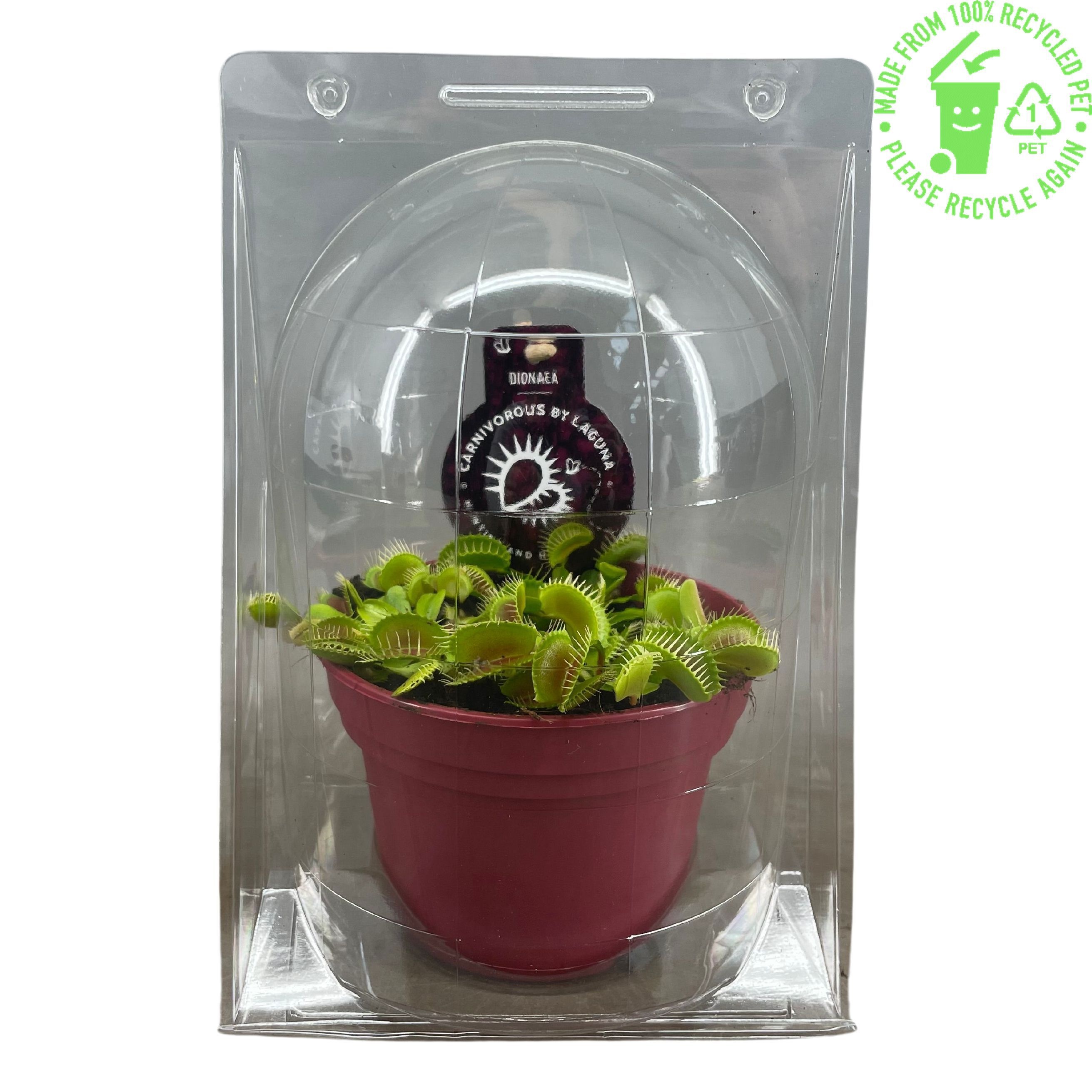 Dionaea Muscipula in blister