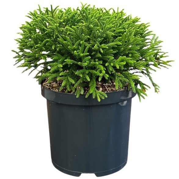 Cryptomeria japonica 'Little Champion'