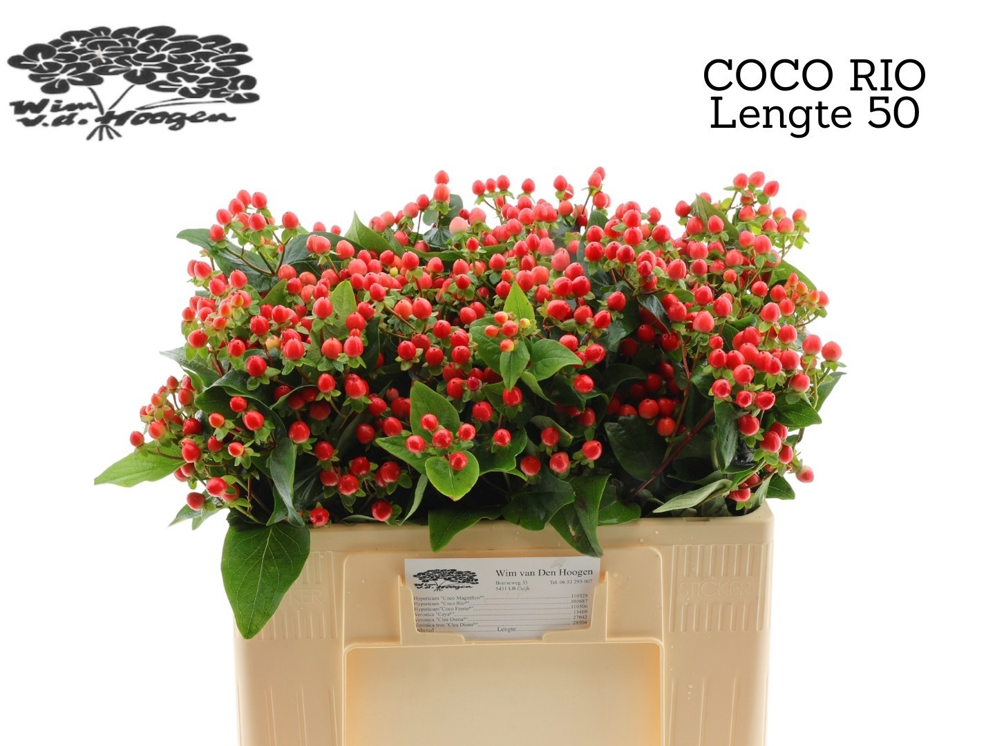 Hyp Coco Rio