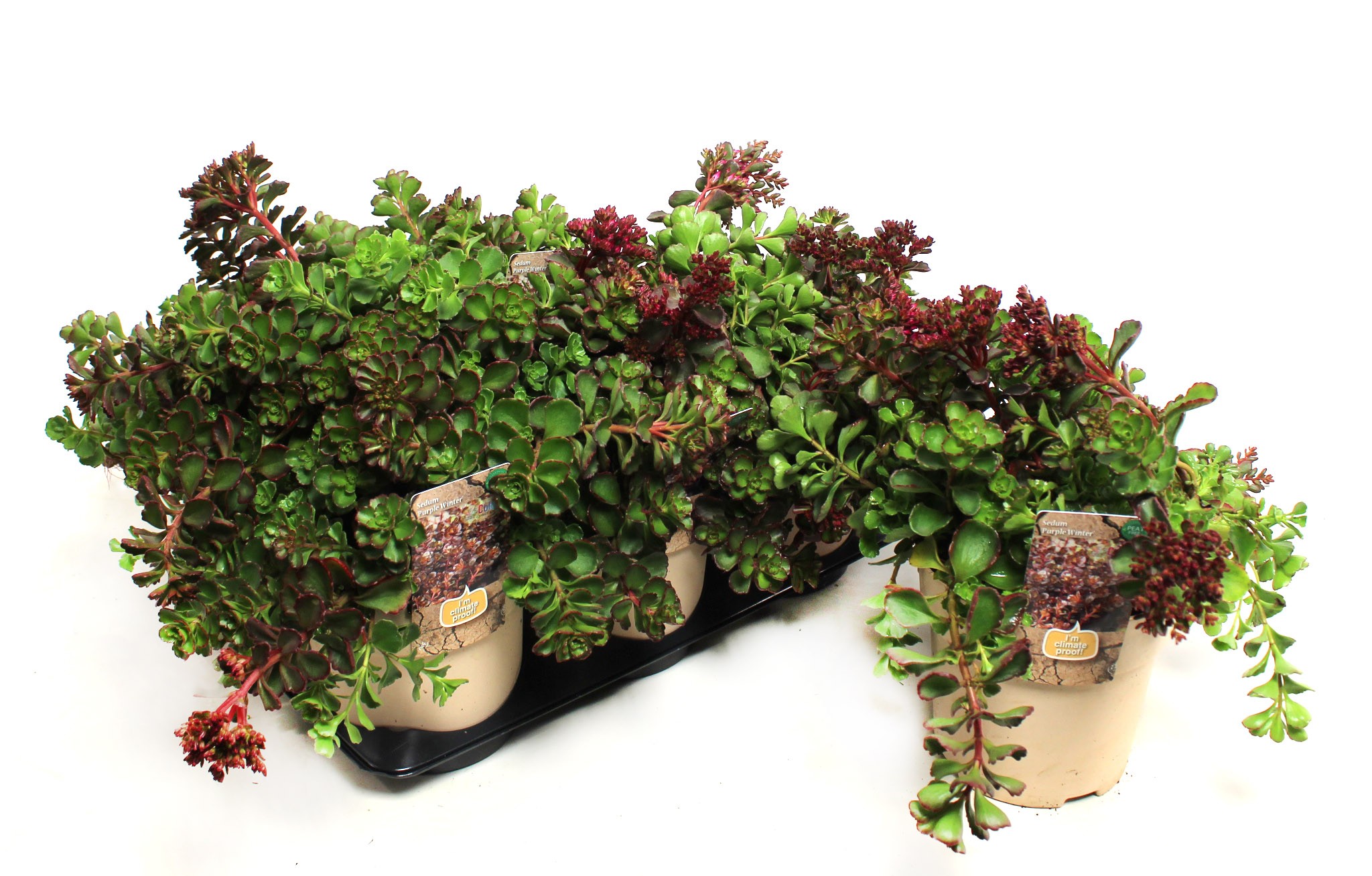 Picture of Sedum Purpur Winter (Climate Proof) P15