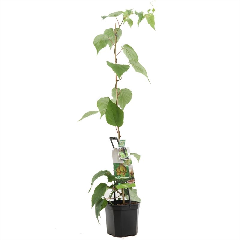 Actinidia deliciosa 'Jenny'