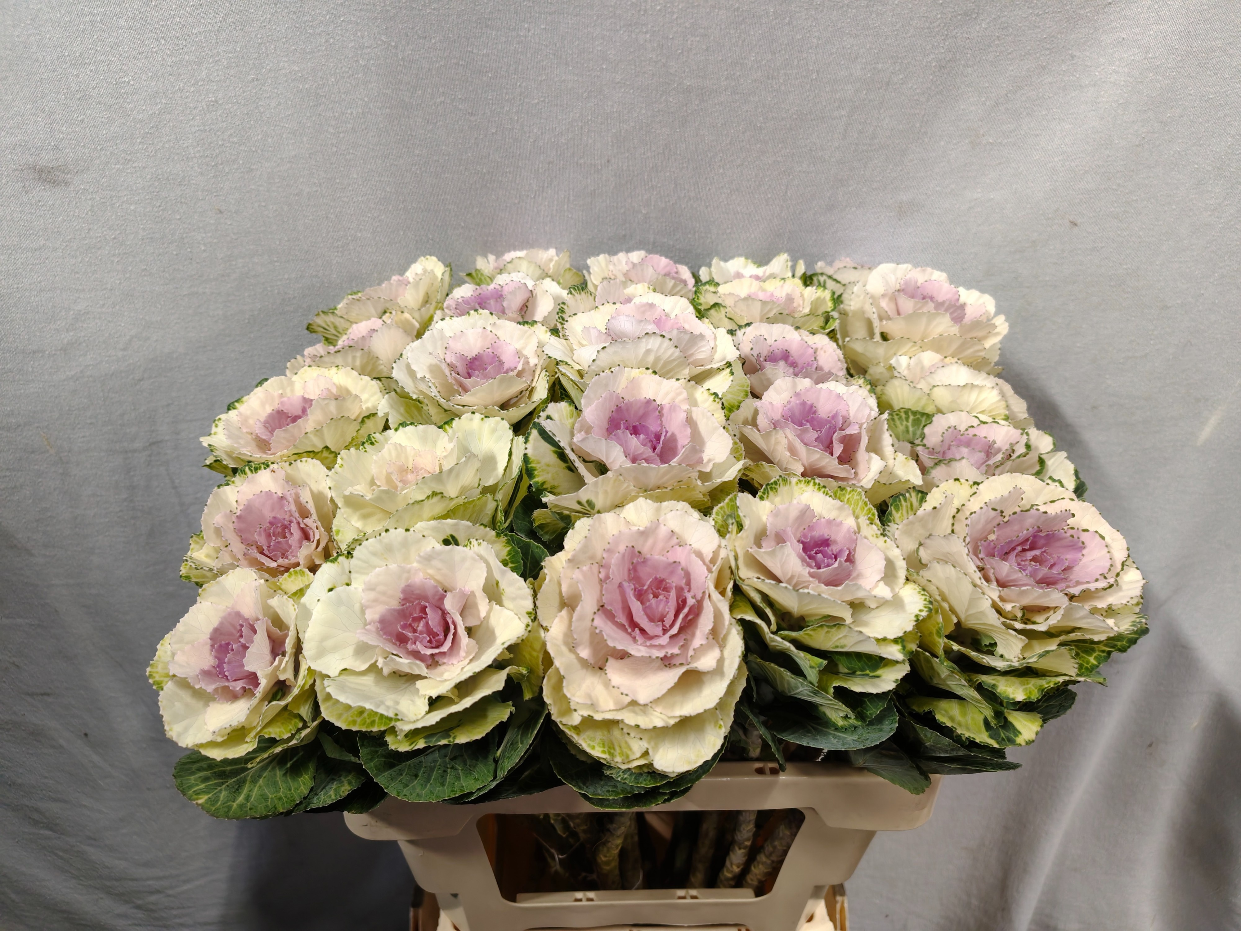 Brass Round White 60cm