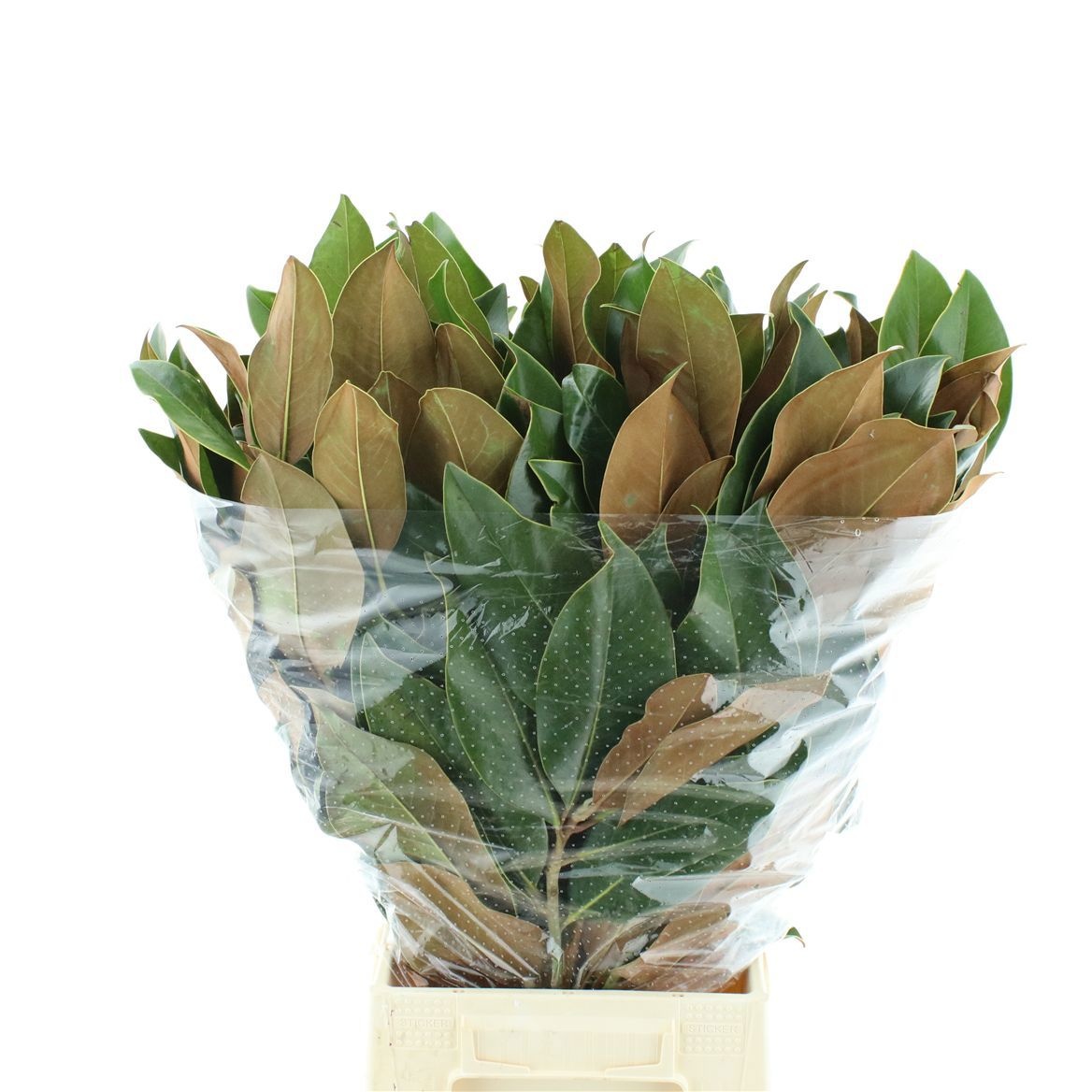 Magnolia Grandifl Bs 70cm 400gram