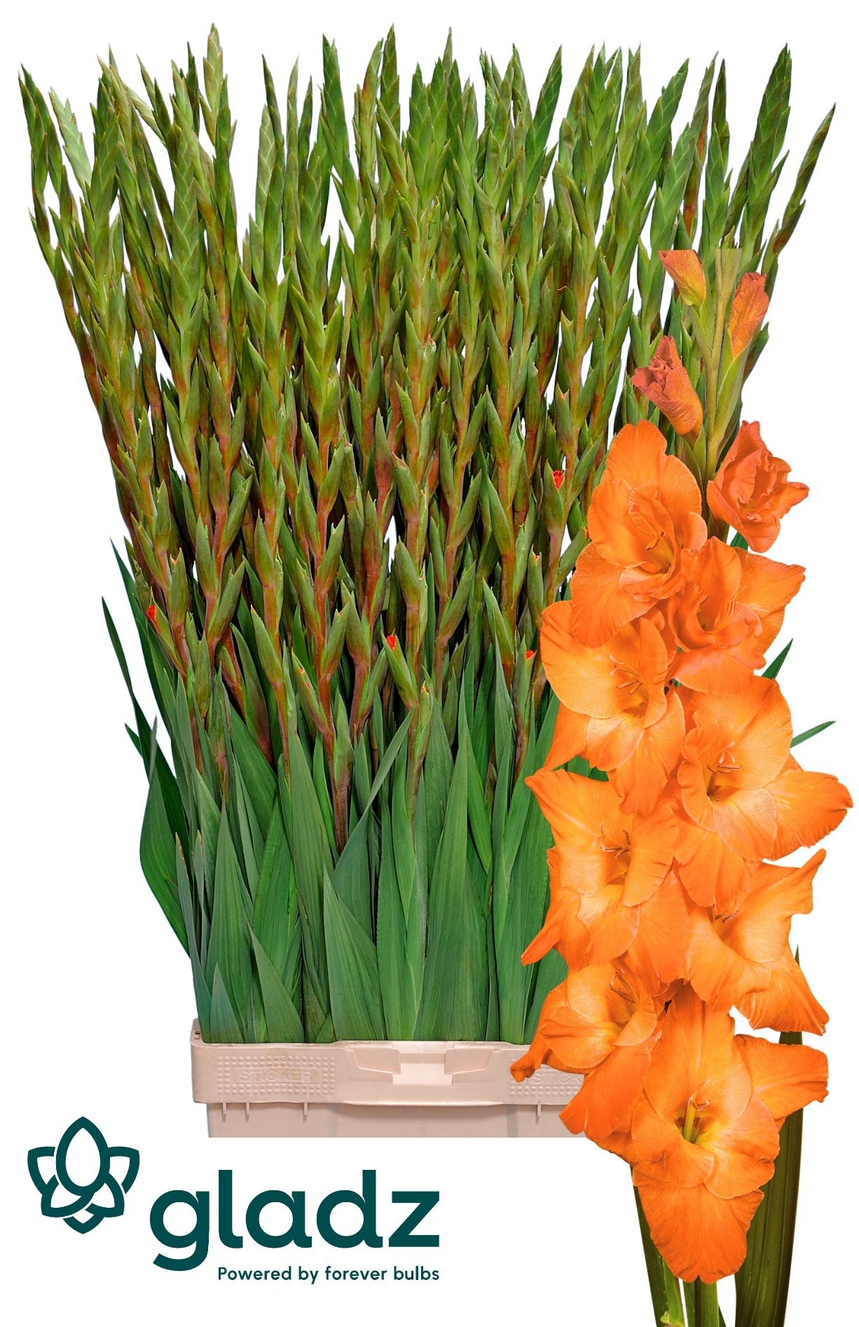 Gladiolus Live Oak 120cm 200gram