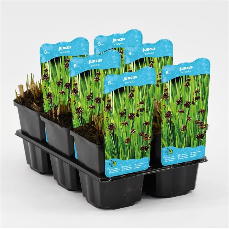 Juncus encifolius