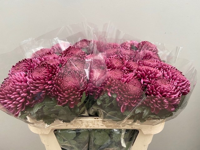 Chrys Single Bigoudi Purple 70cm 70gram
