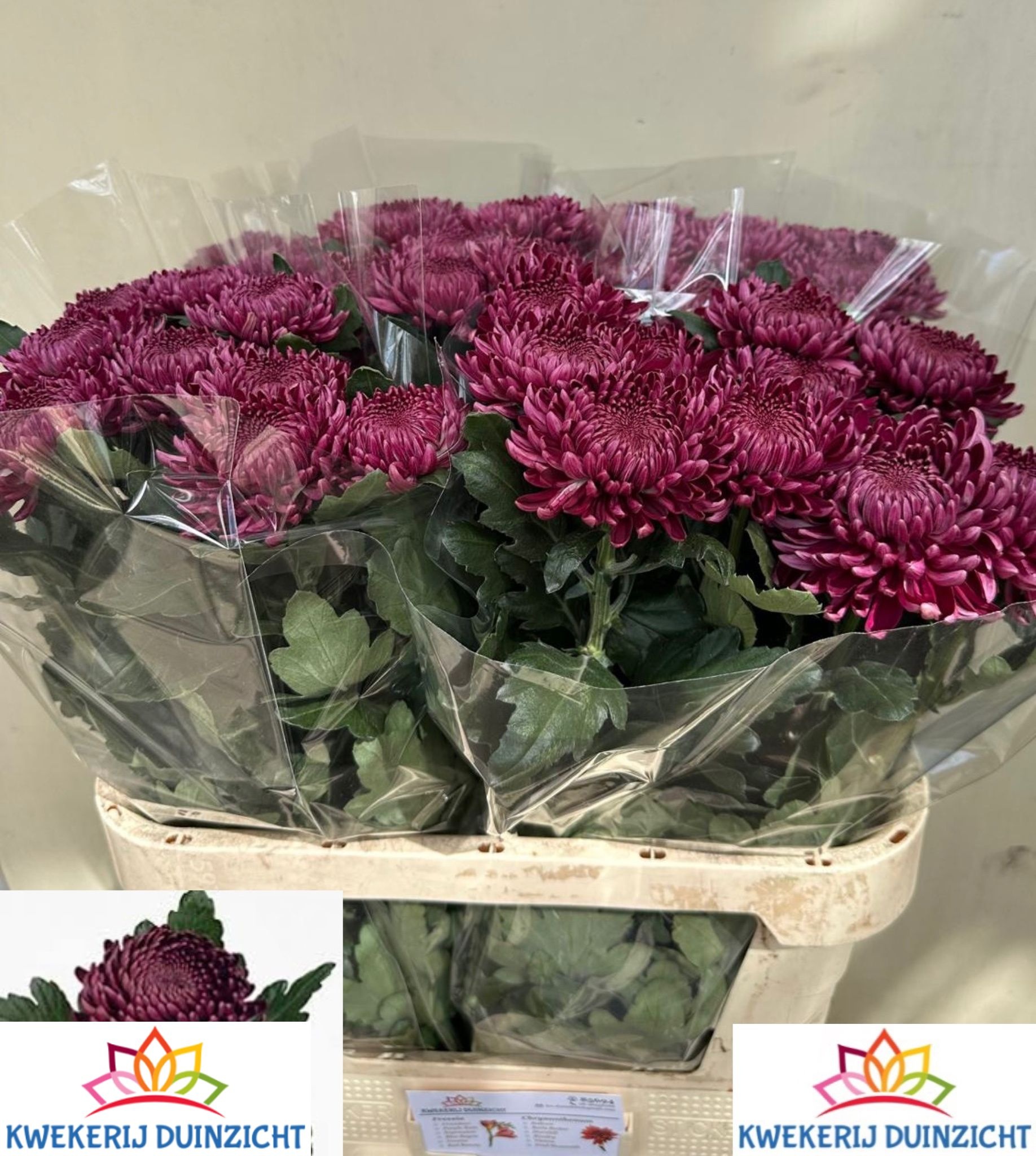 Chrys Single Bigoudi Purple 80cm 110gram