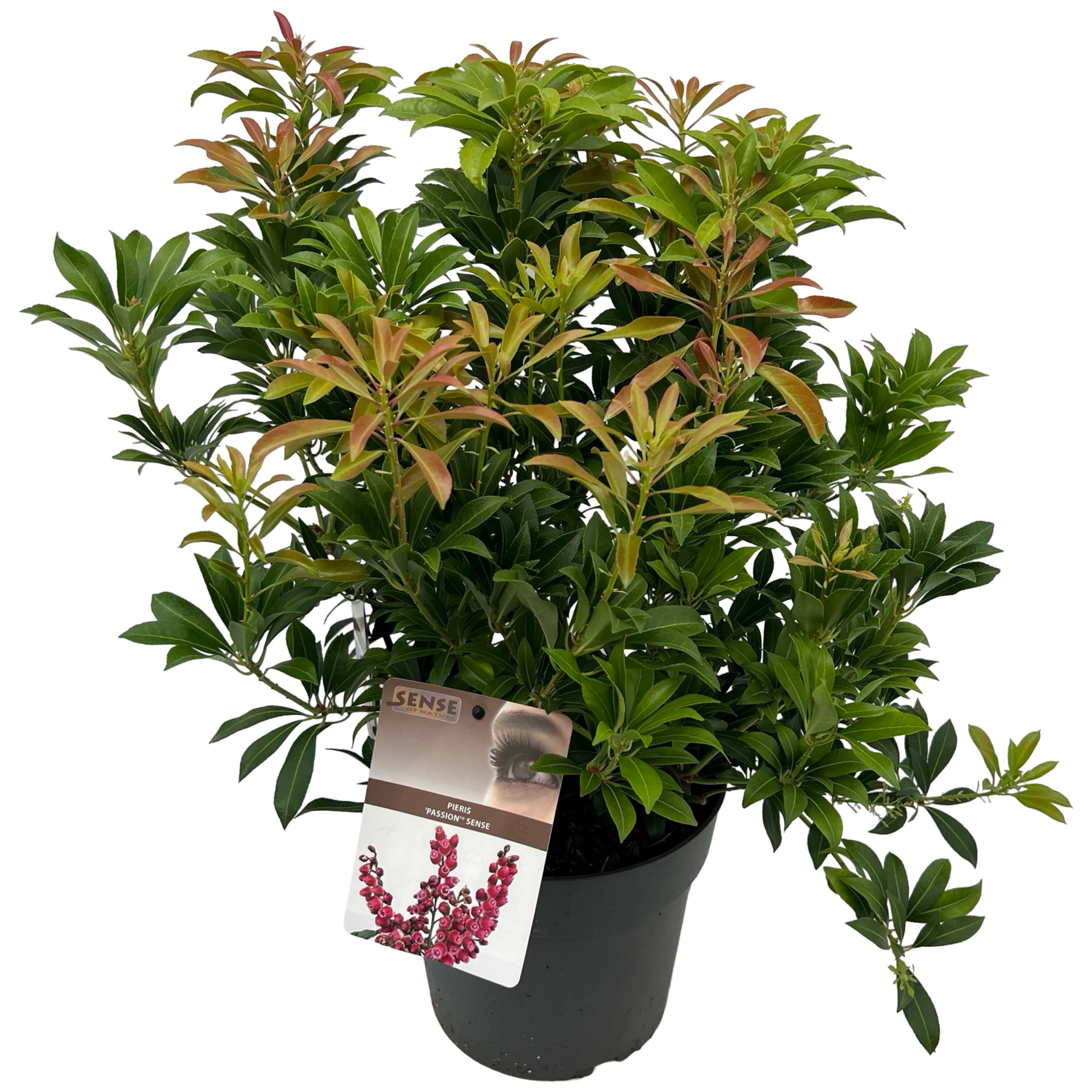 Picture of Pieris jap. 'Passion' ® sense