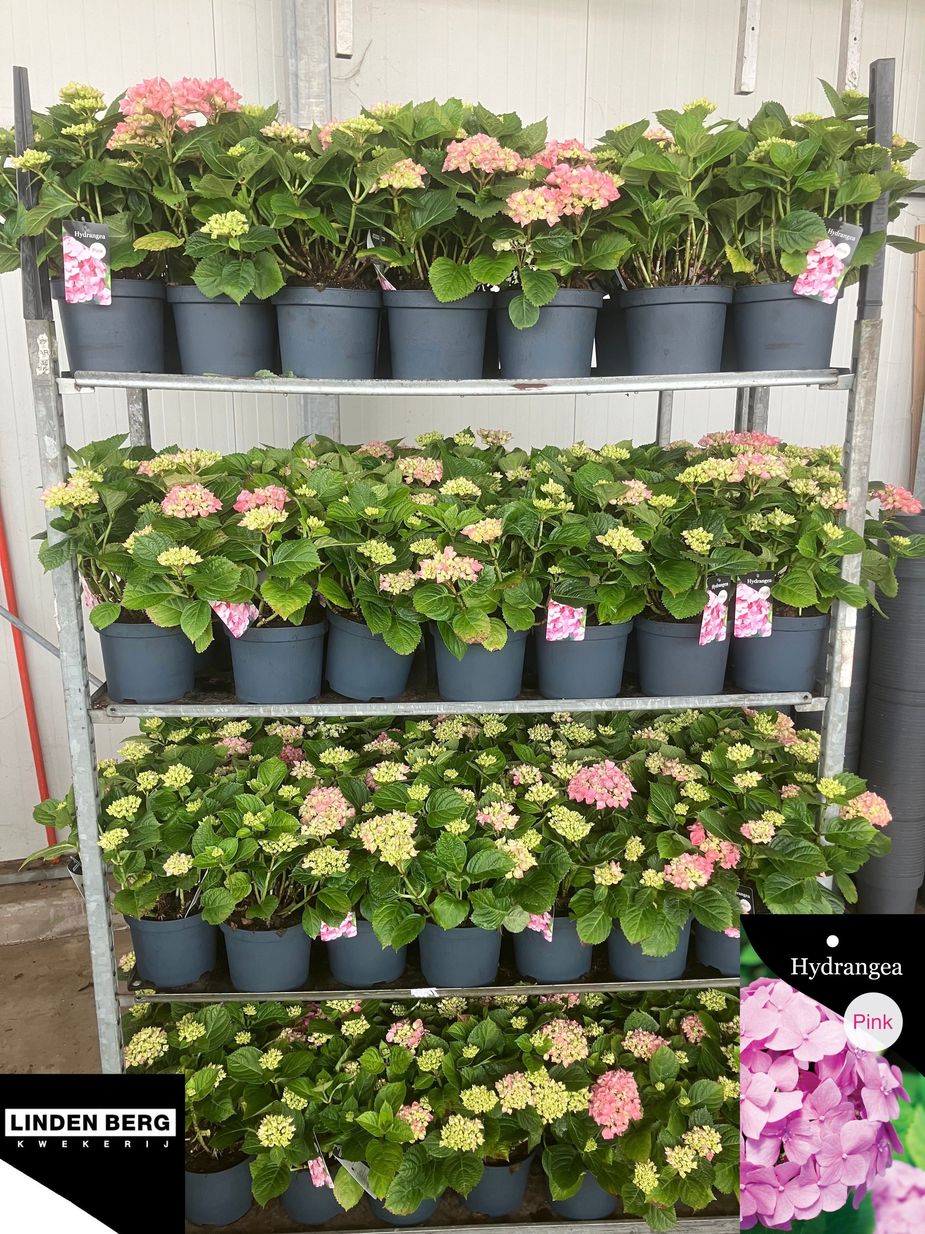 Encore R Hydrangea Hydrangea macr. Hi River HYDR M HI RIVER | OZ Planten