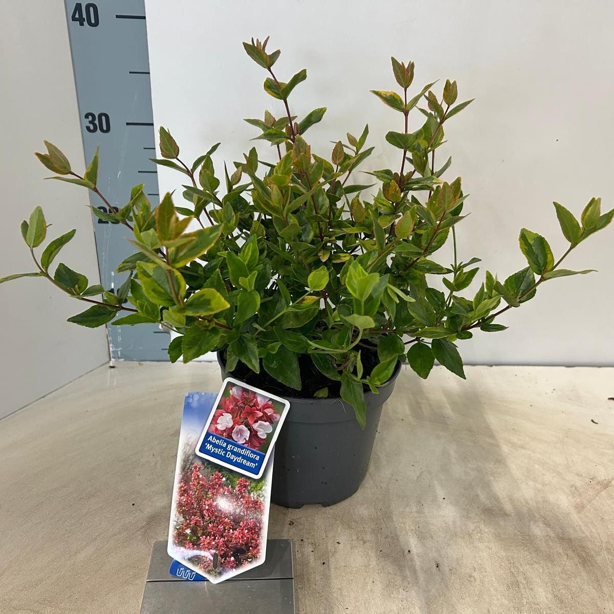 Picture of Abelia grandiflora Mystic Daydream P17 30CM