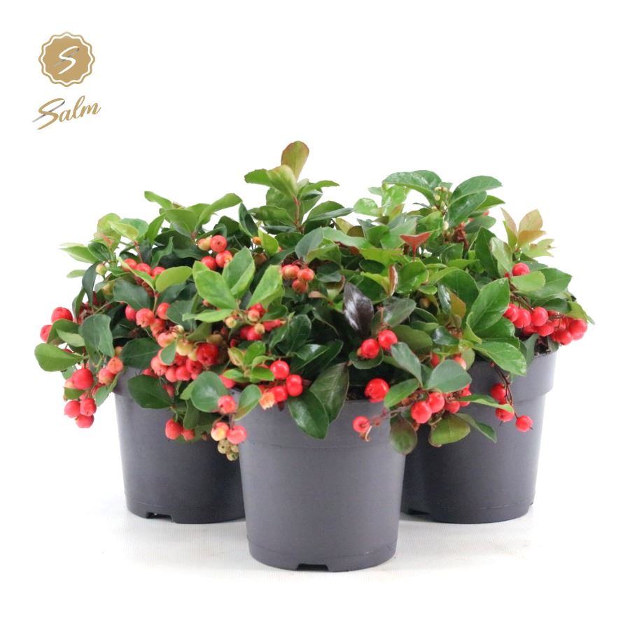 Picture of Gaultheria pr. 'Big Berry'® P12