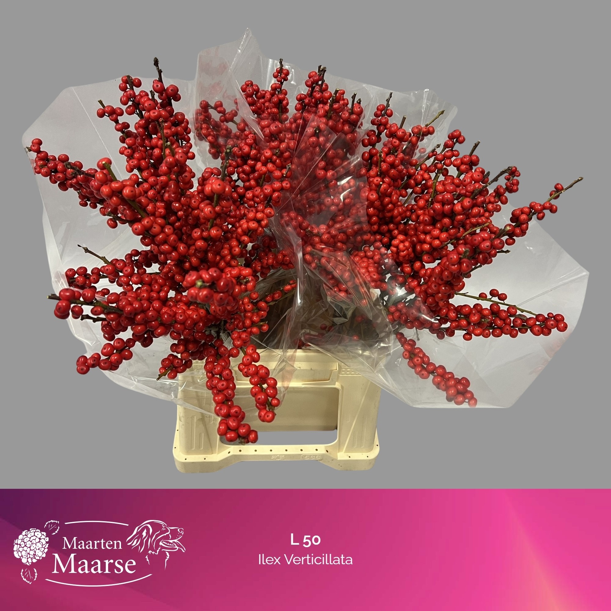 Ilex Verticlilata 50cm