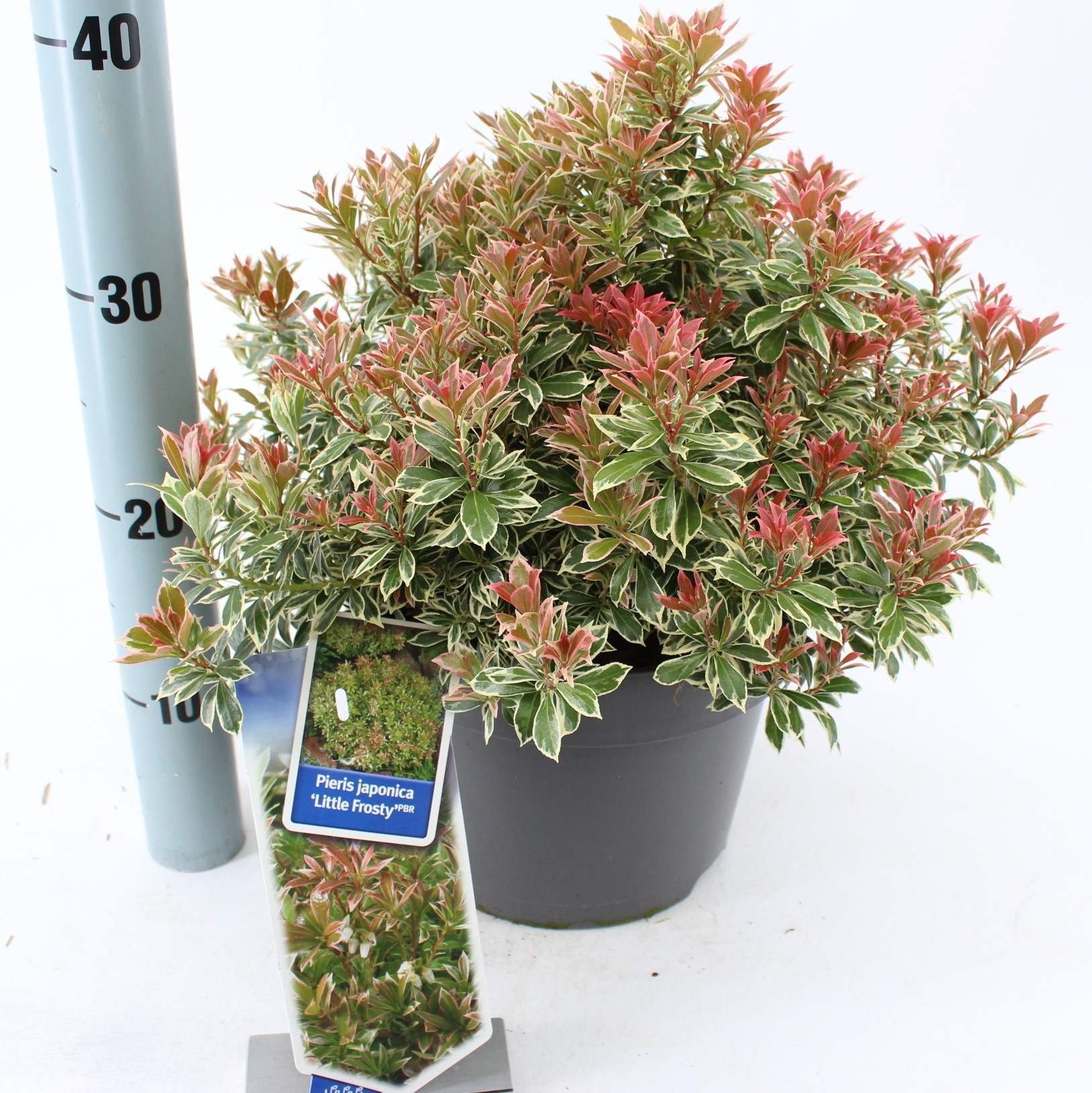 Picture of Pieris jap. ‘Little Frosty’ PBR