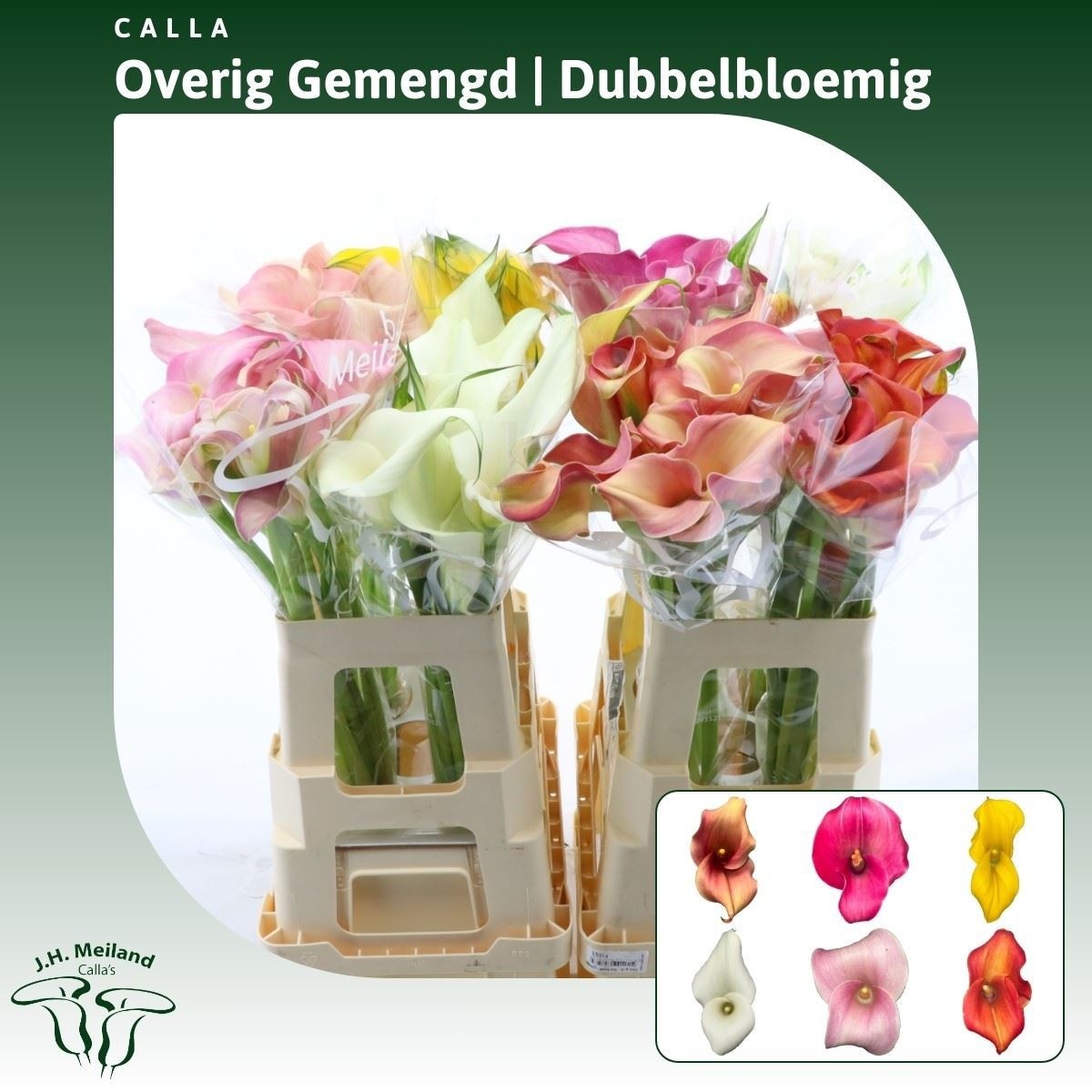 Calla Assorted 60cm