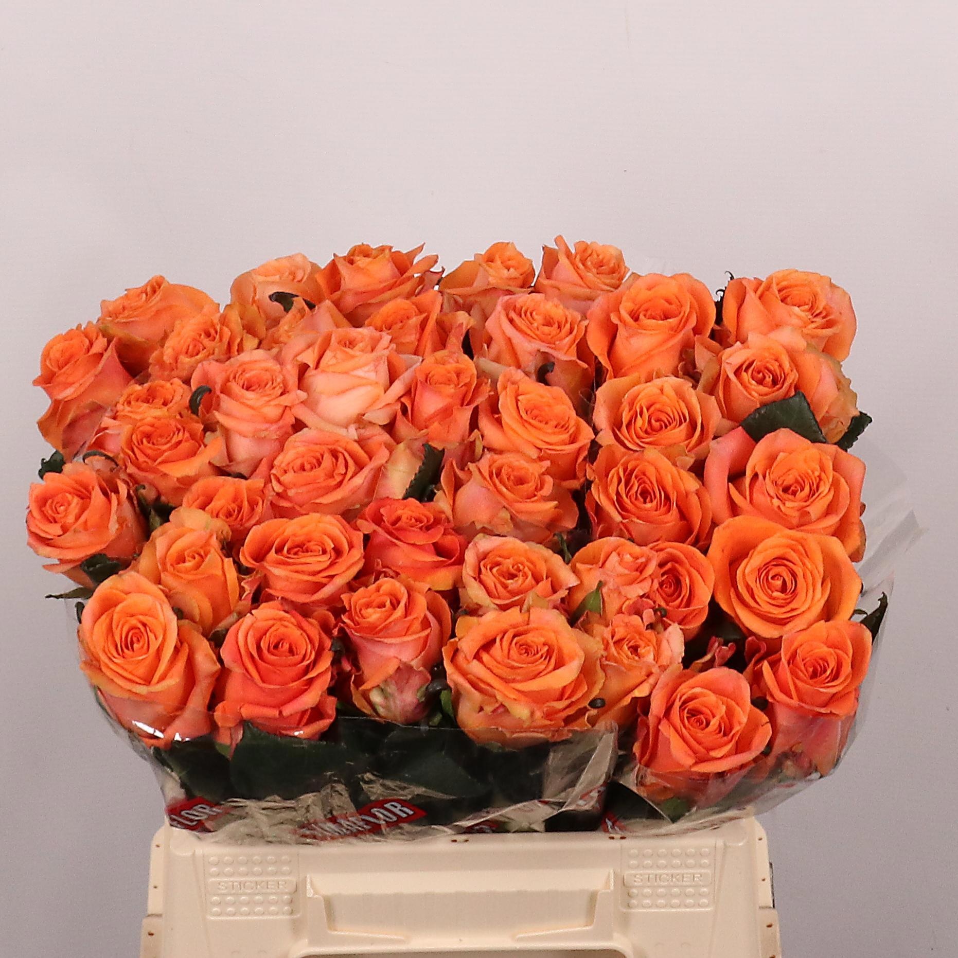 Rosa On Fire 40cm