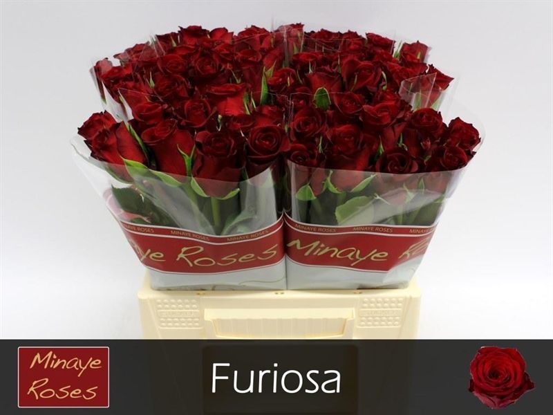 R Gr Furiosa