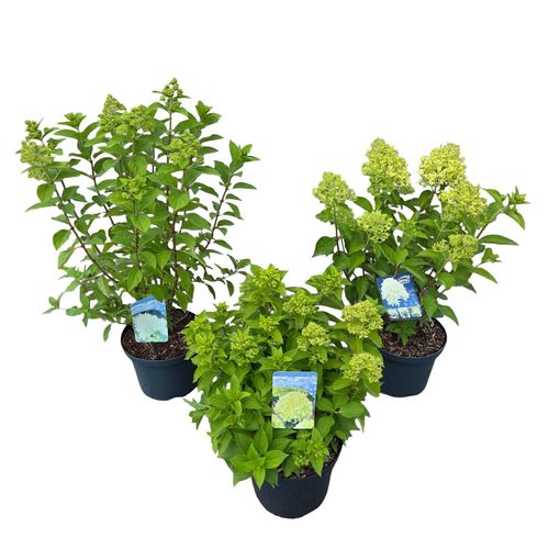 Hydrangea paniculata Mix P23 vd. Peijl
