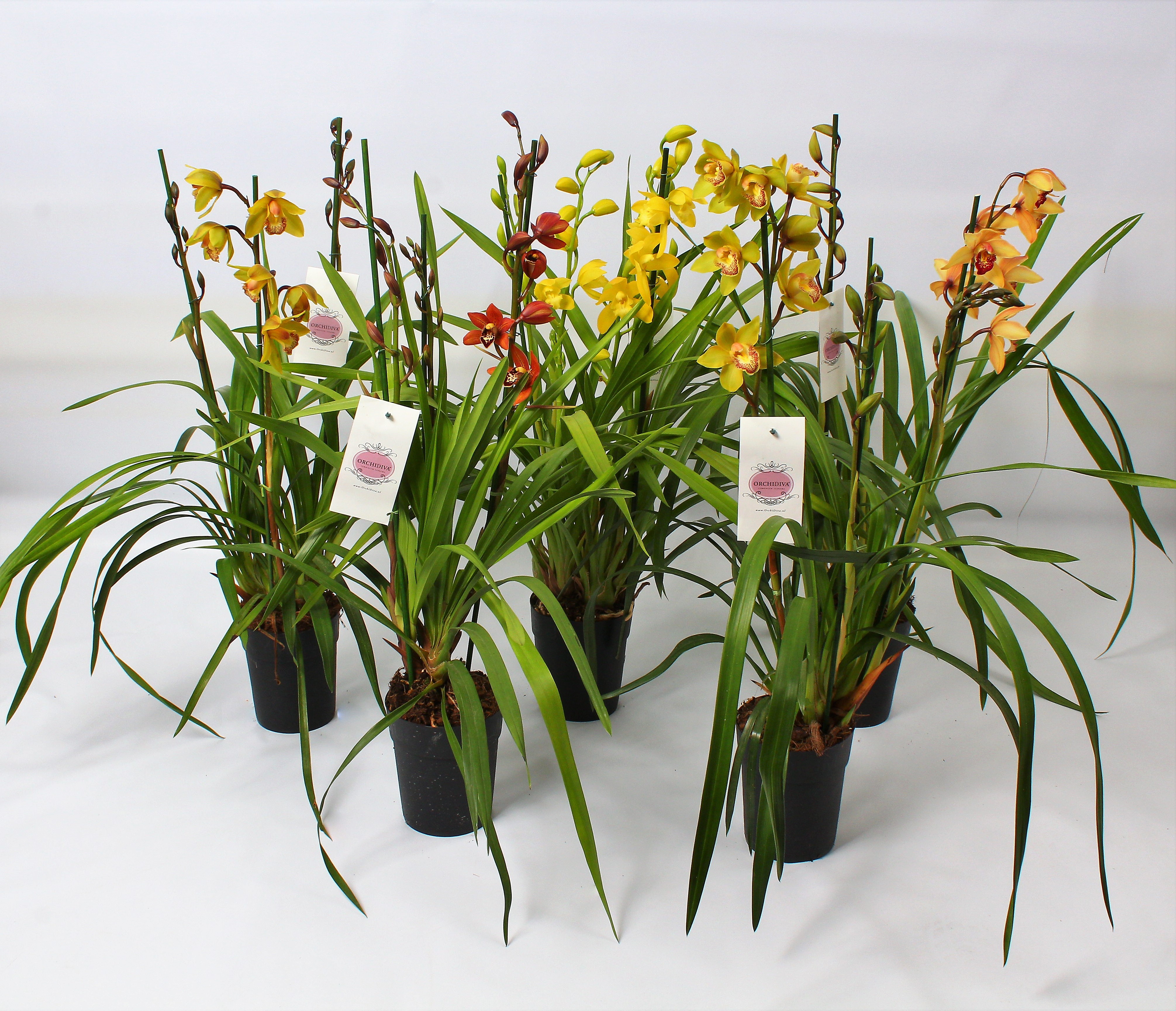 Picture of Cymbidium in varieties 3 shoots P14 85cm